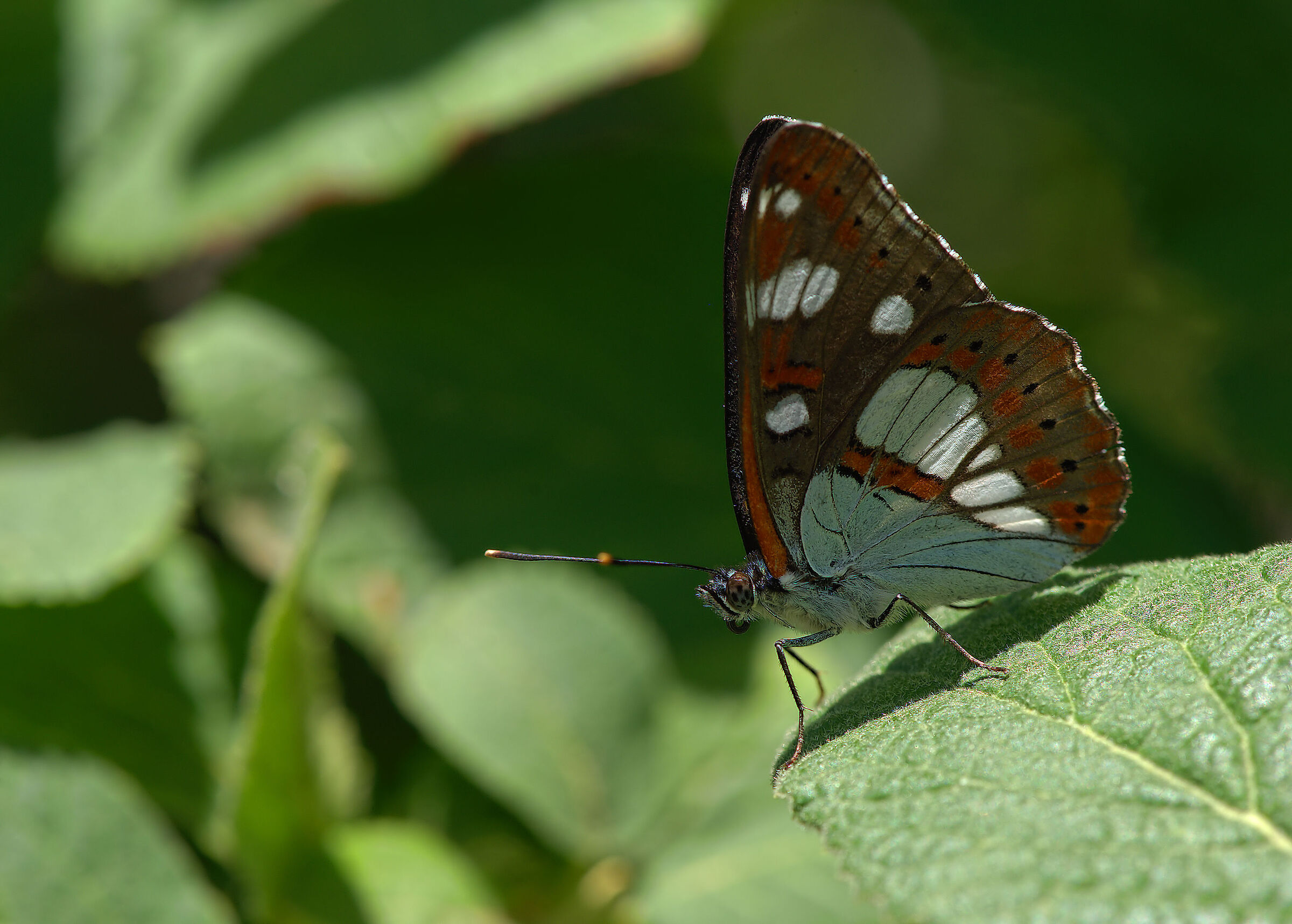 Limenitis reducta