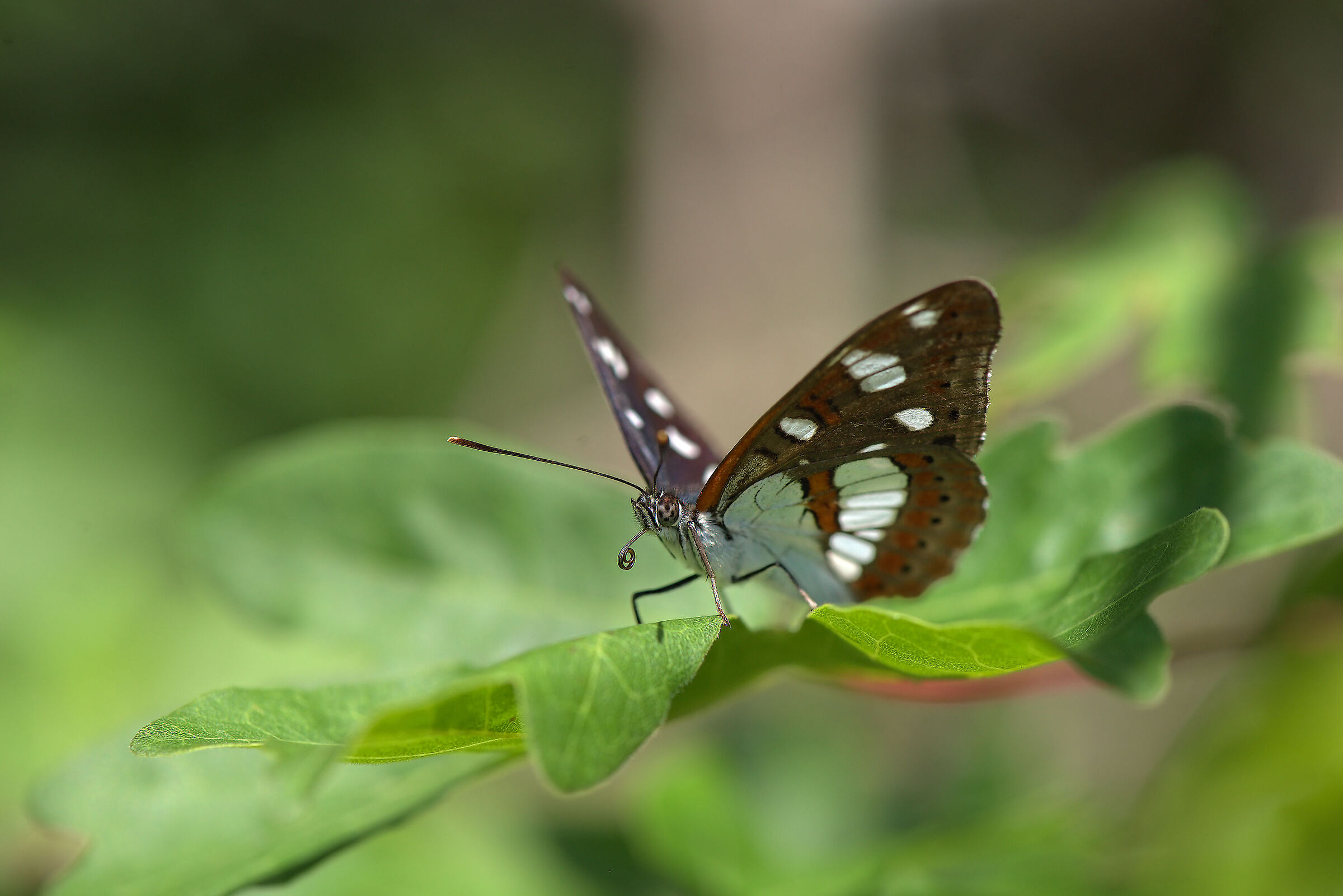 Limenitis reducta