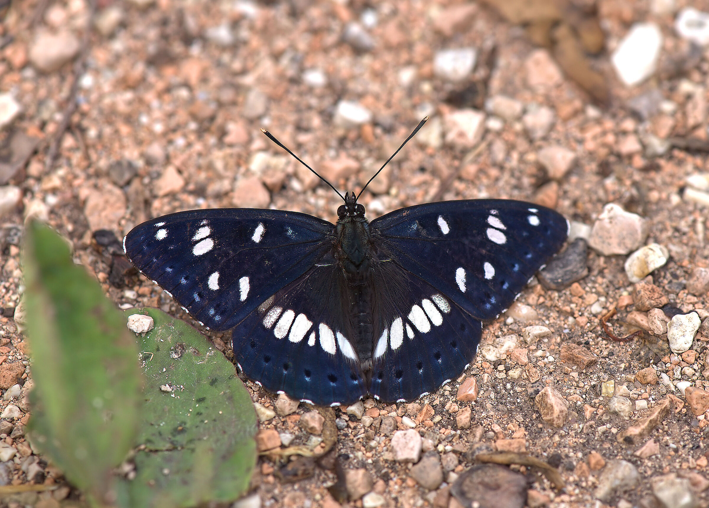 Limenitis reducta