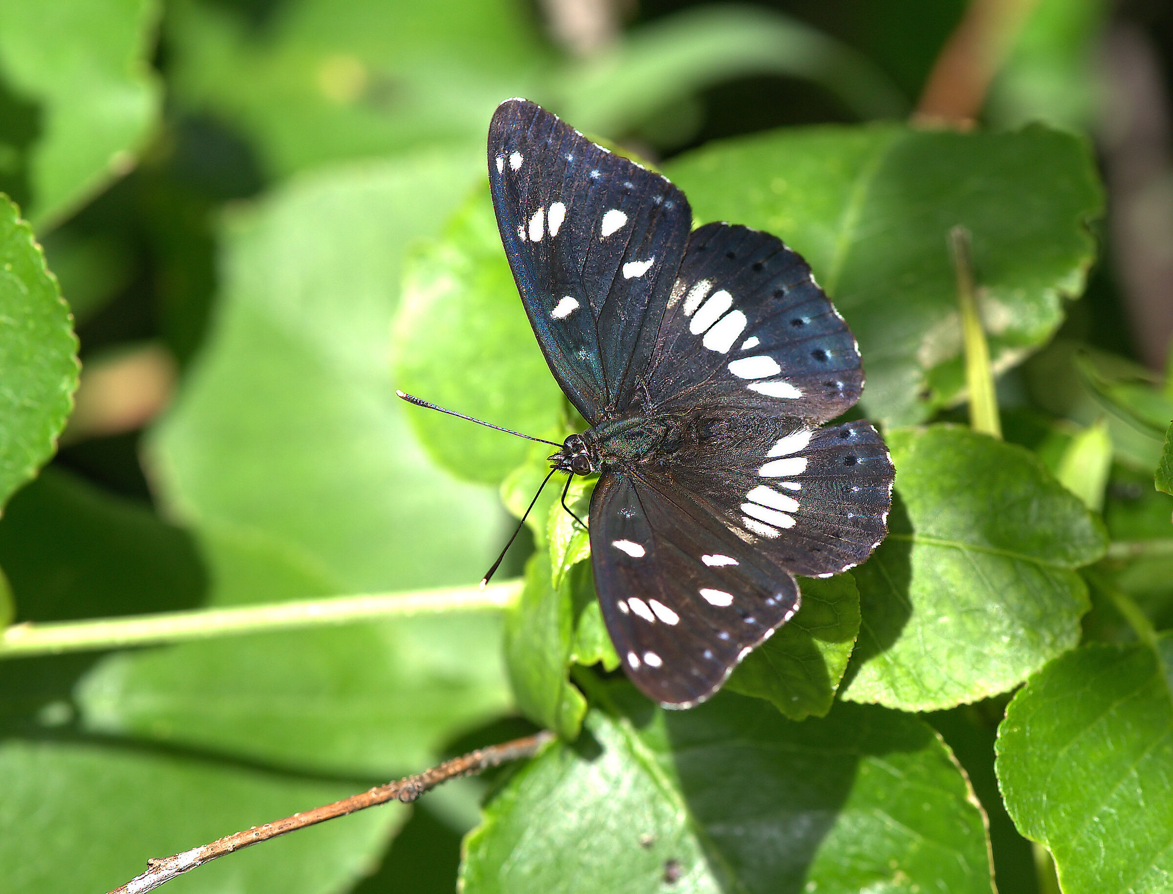 Limenitis reducta