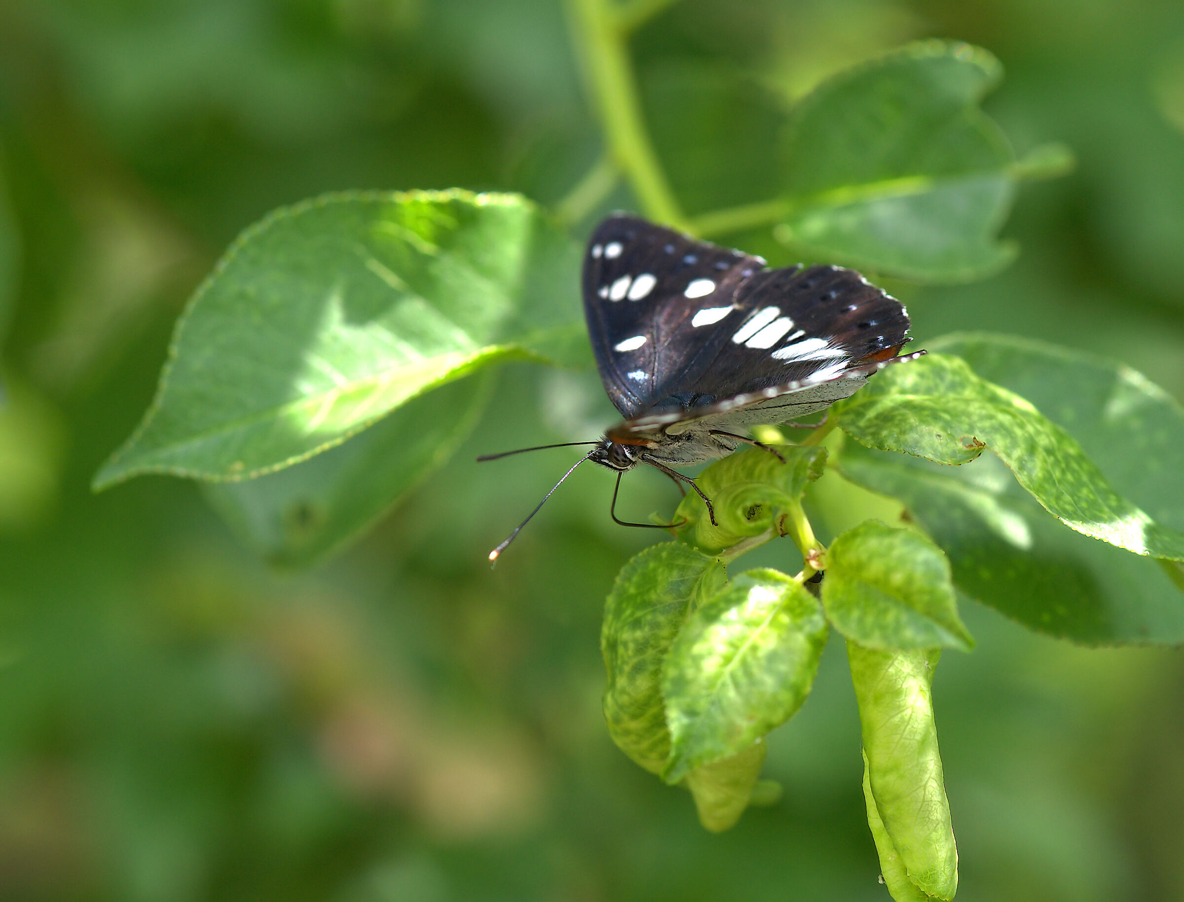 Limenitis reducta