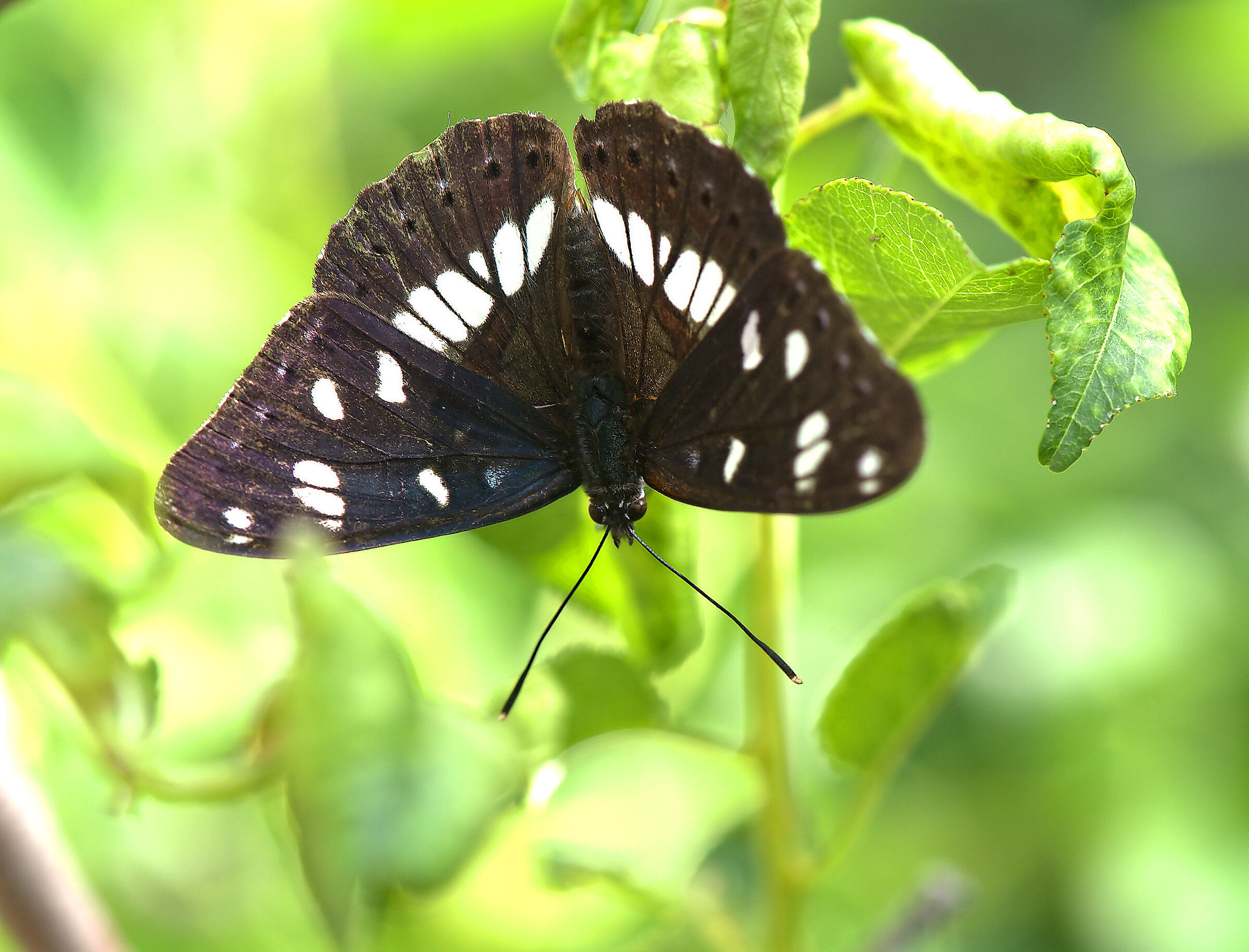 Limenitis reducta