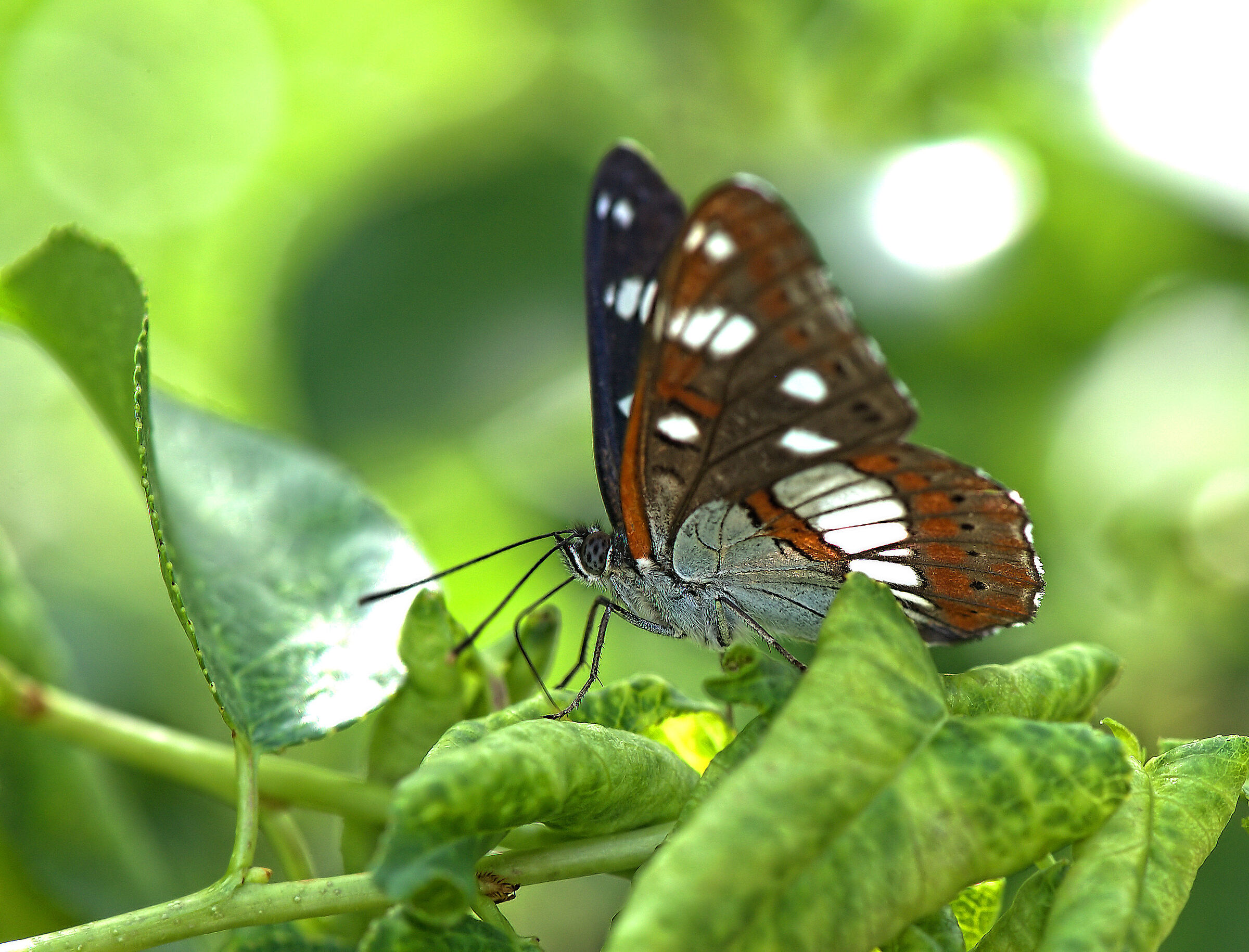 Limenitis reducta