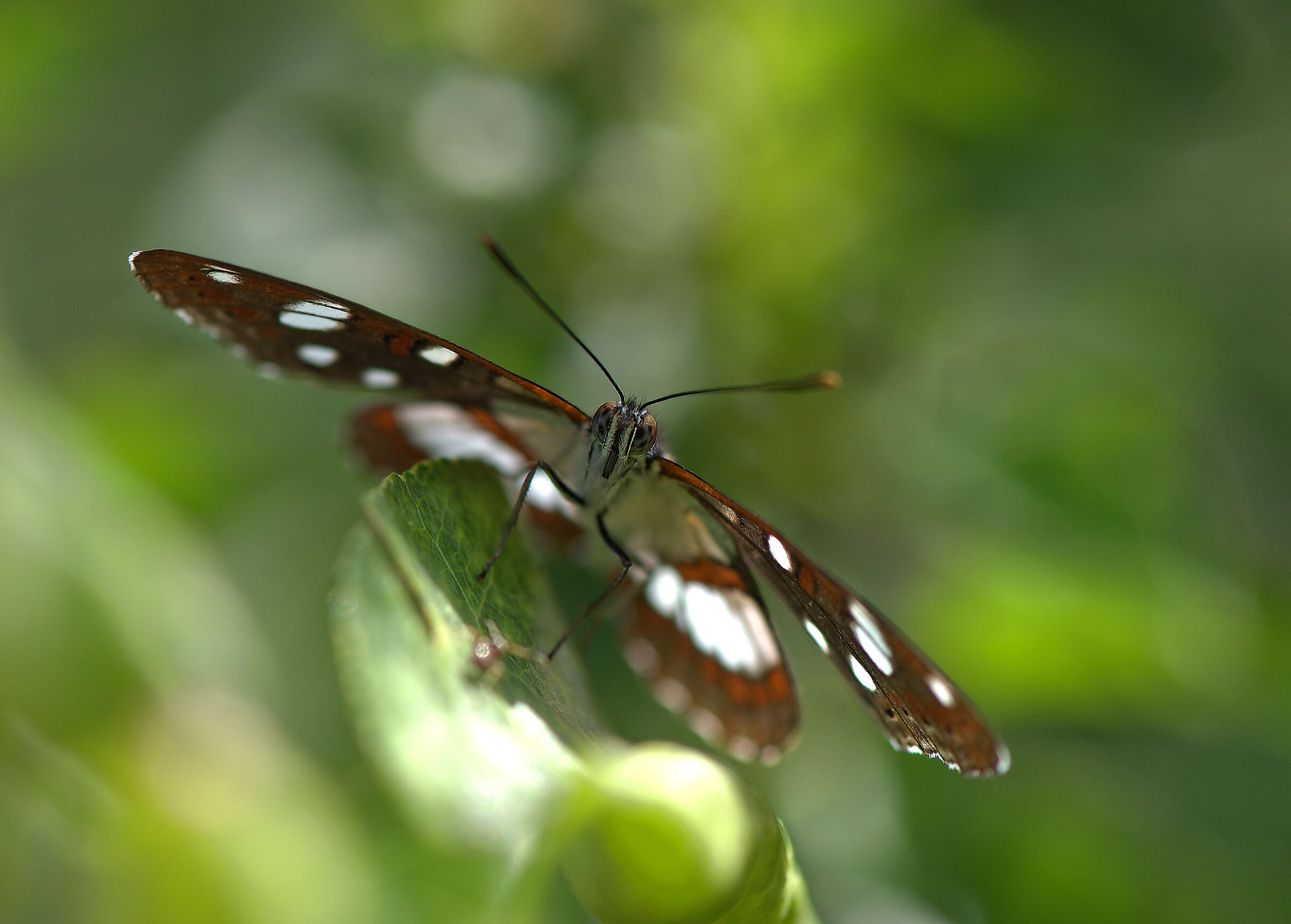Limenitis reducta