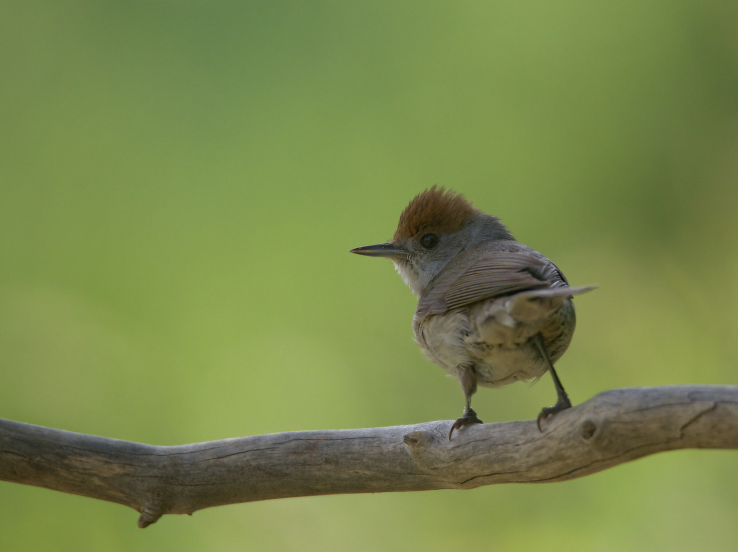 Female blackcap