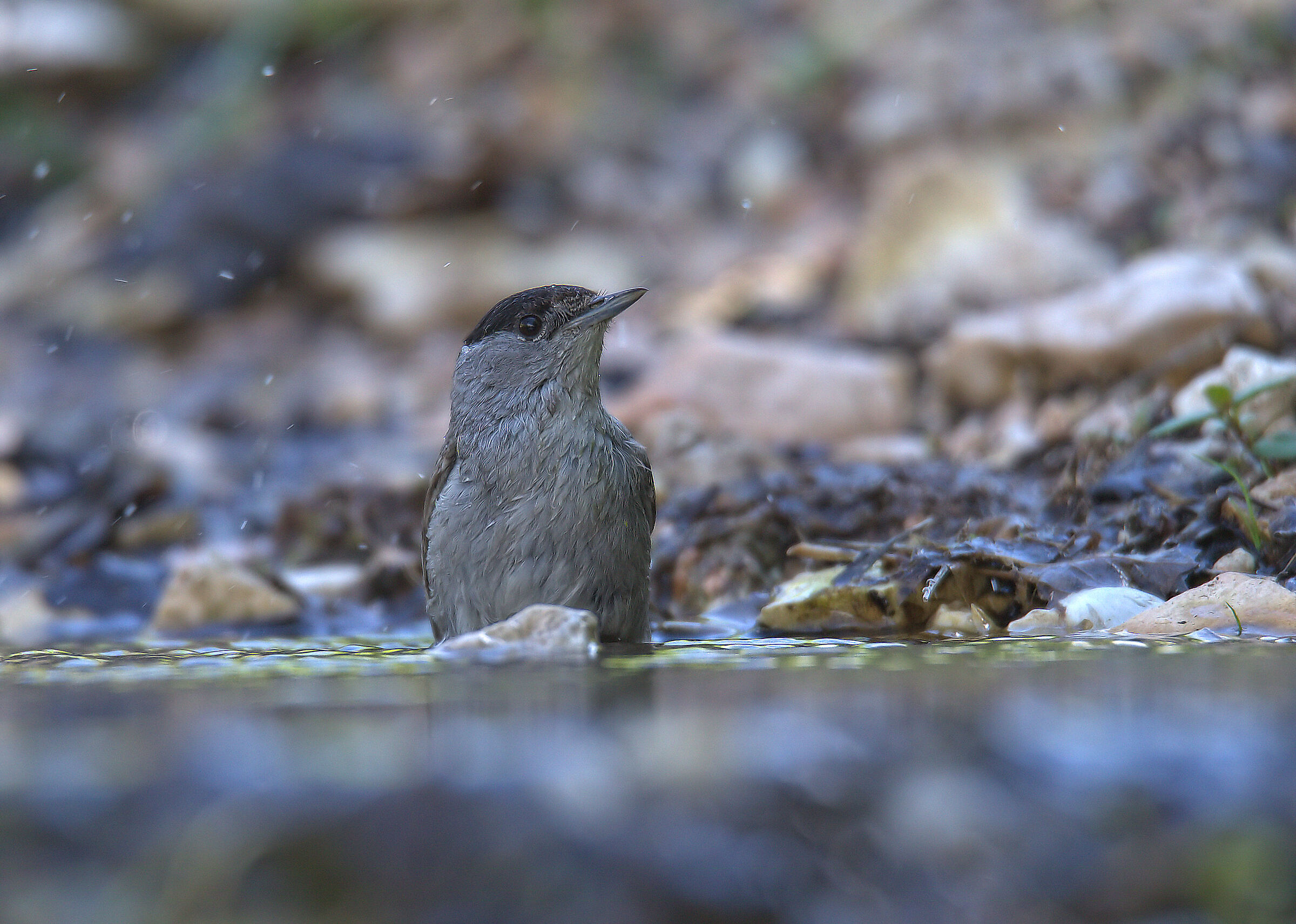 Male Blackcap