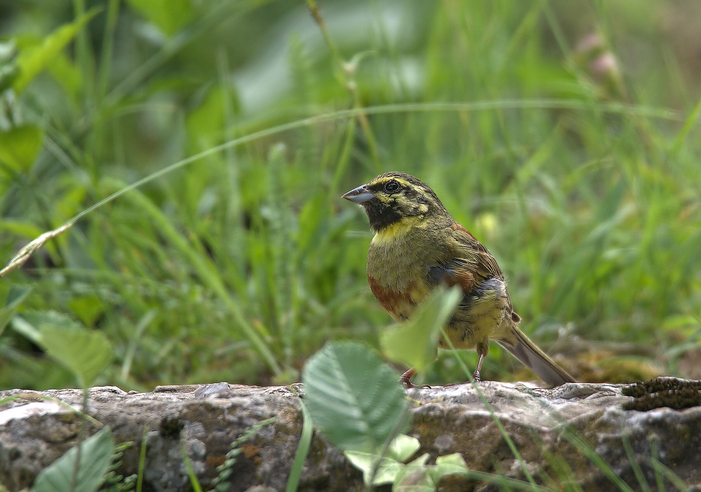 Cirl bunting