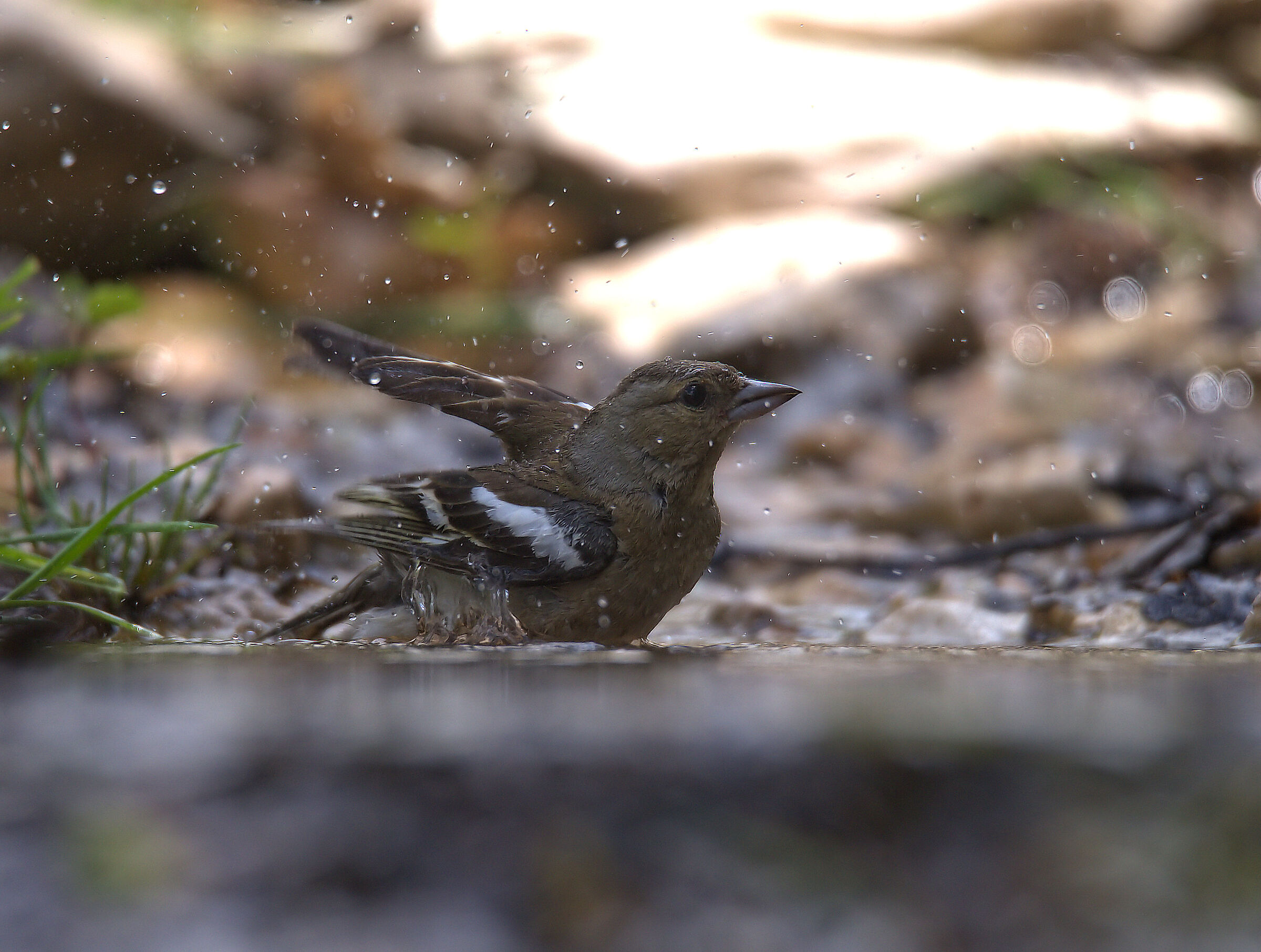 Female chaffinch