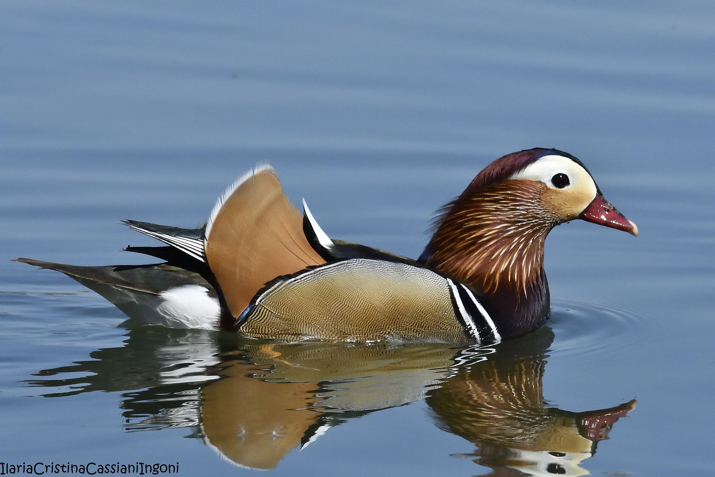 Male mandarin duck