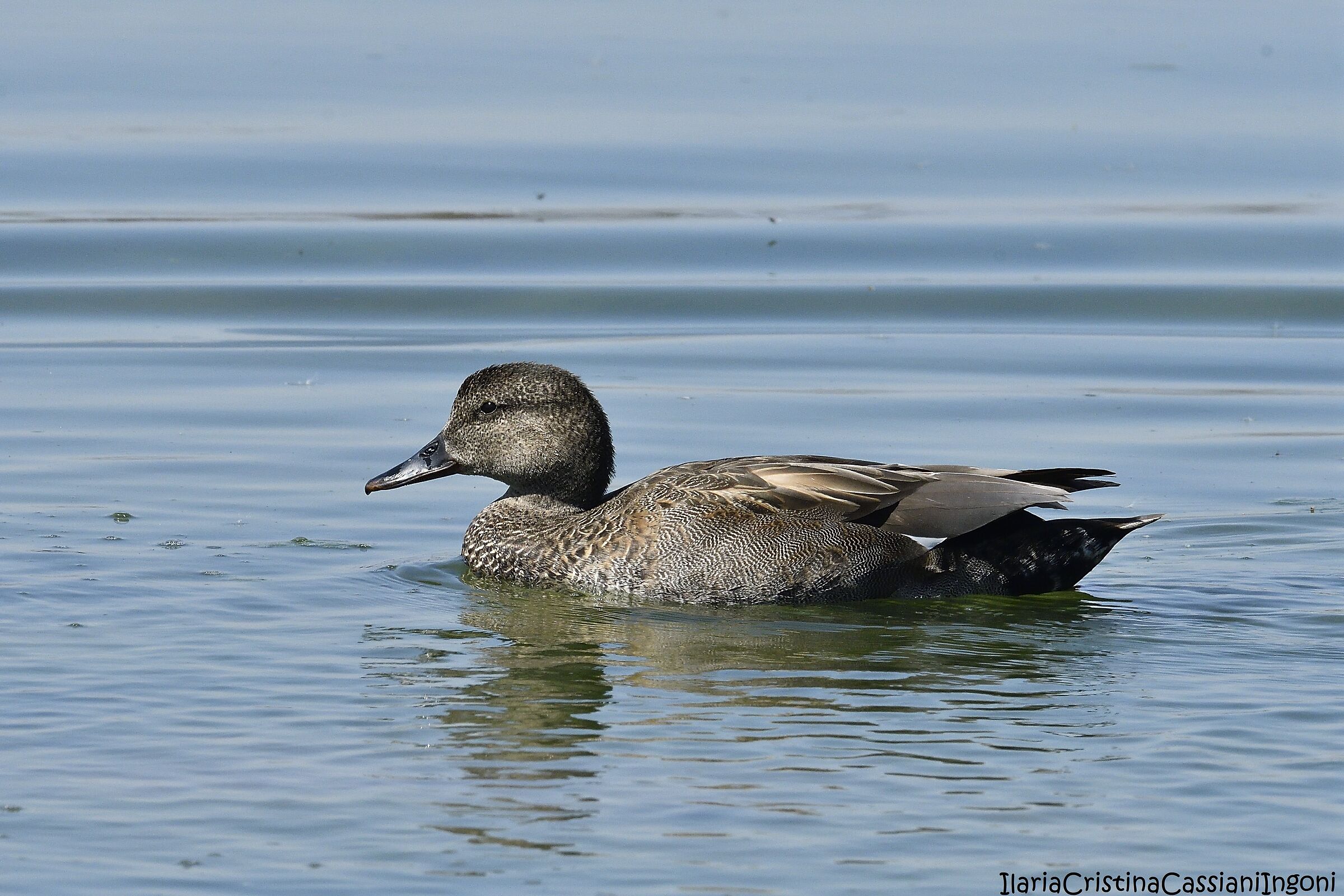 Male canapiglia
