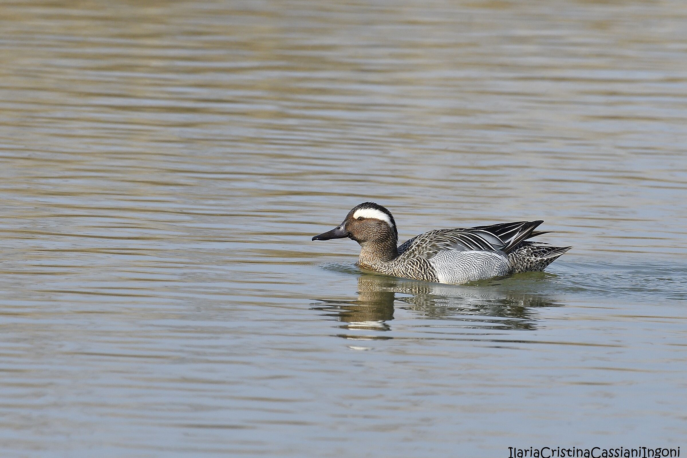 Marzaiola male