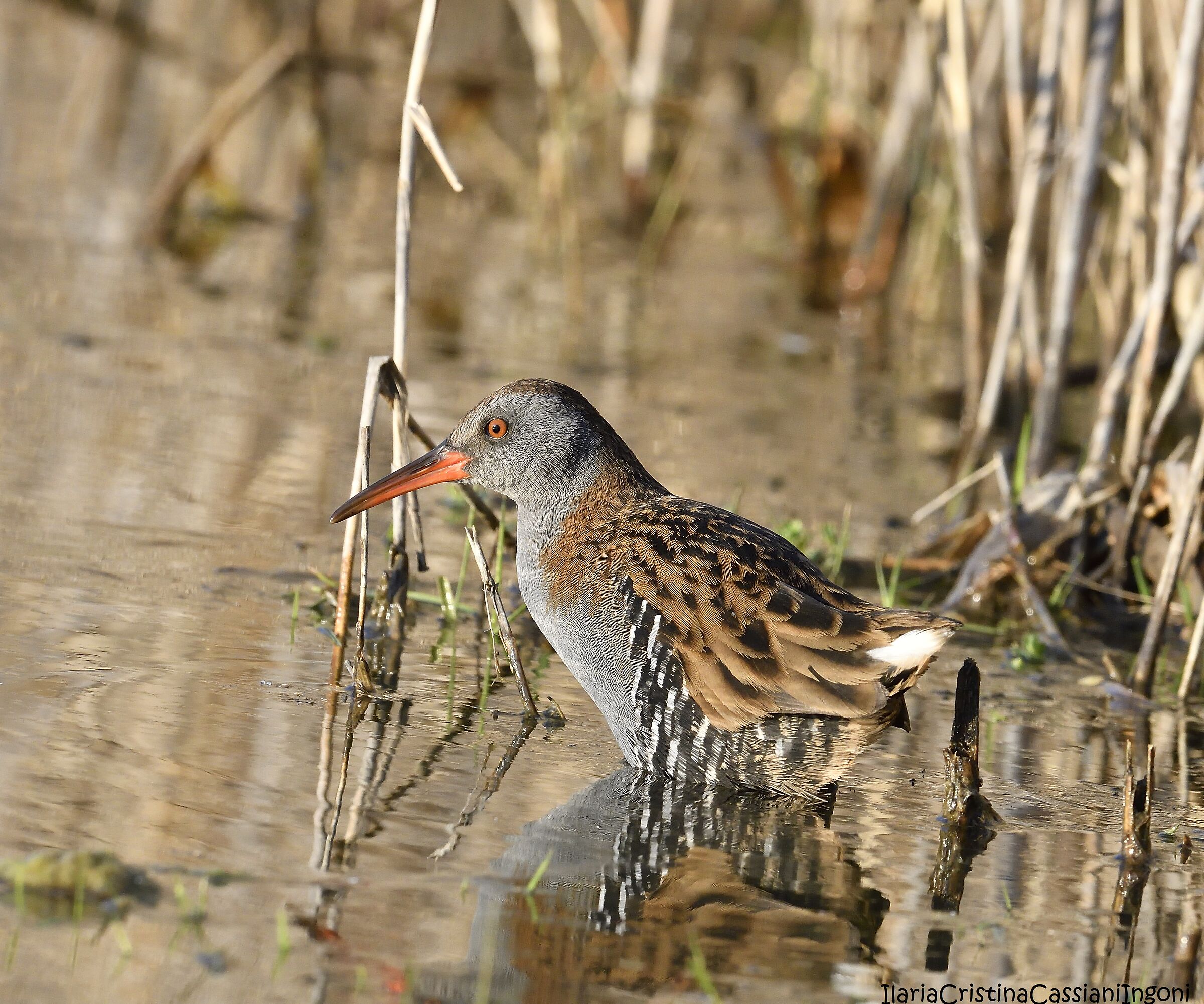 Water rail