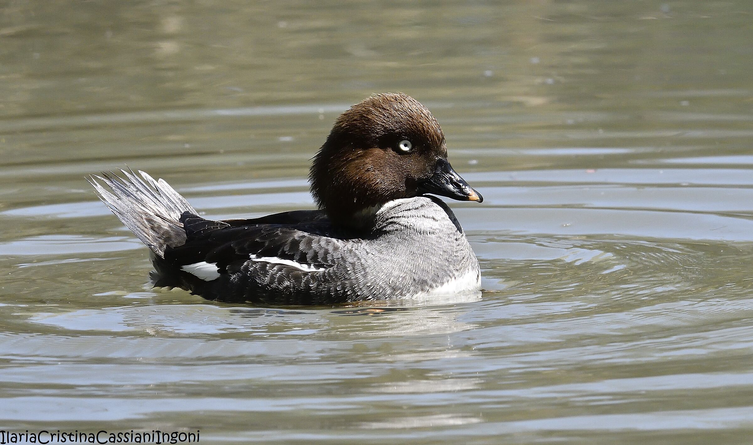 Quattrocchi female