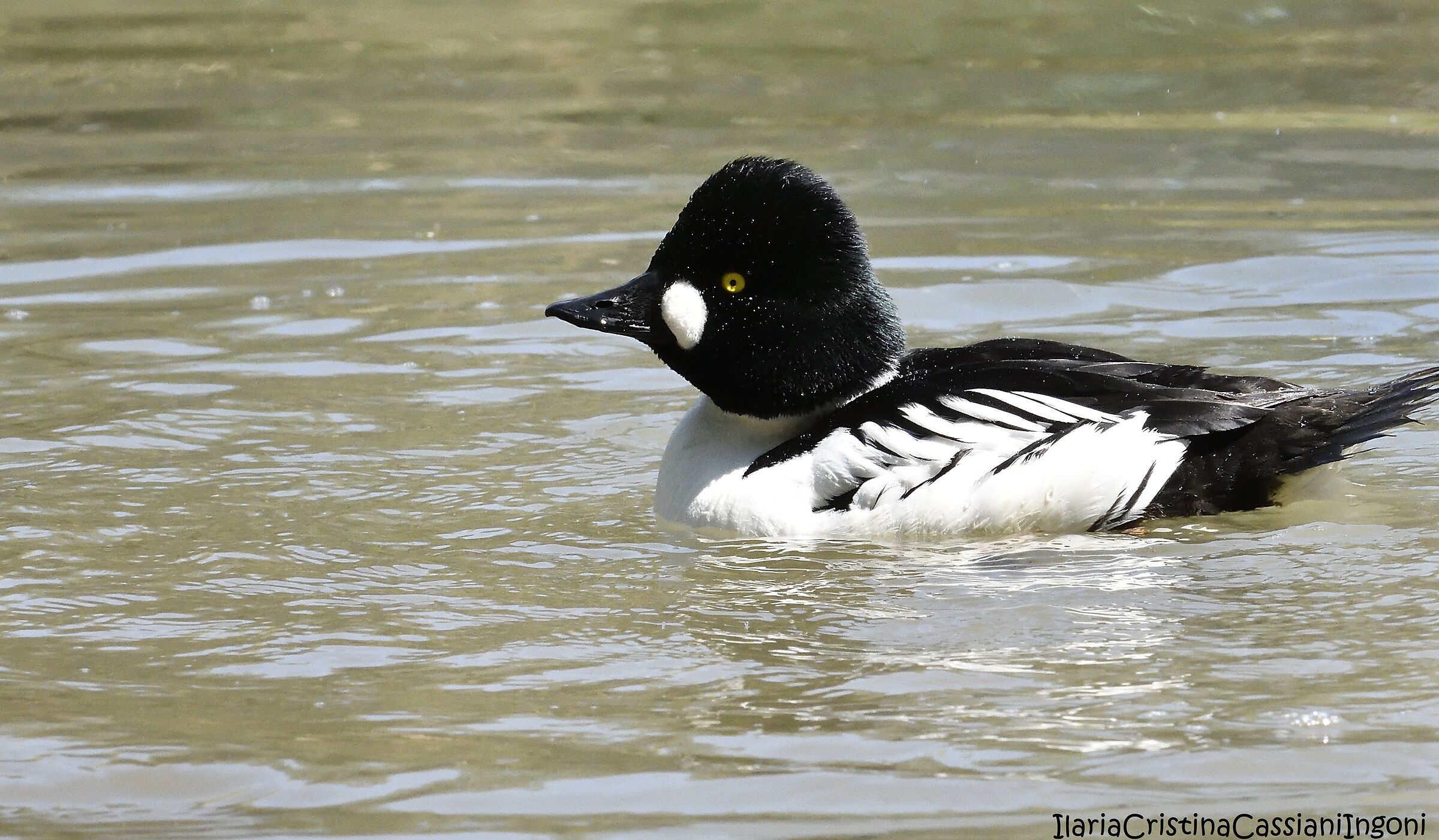 Male Quattrocchi