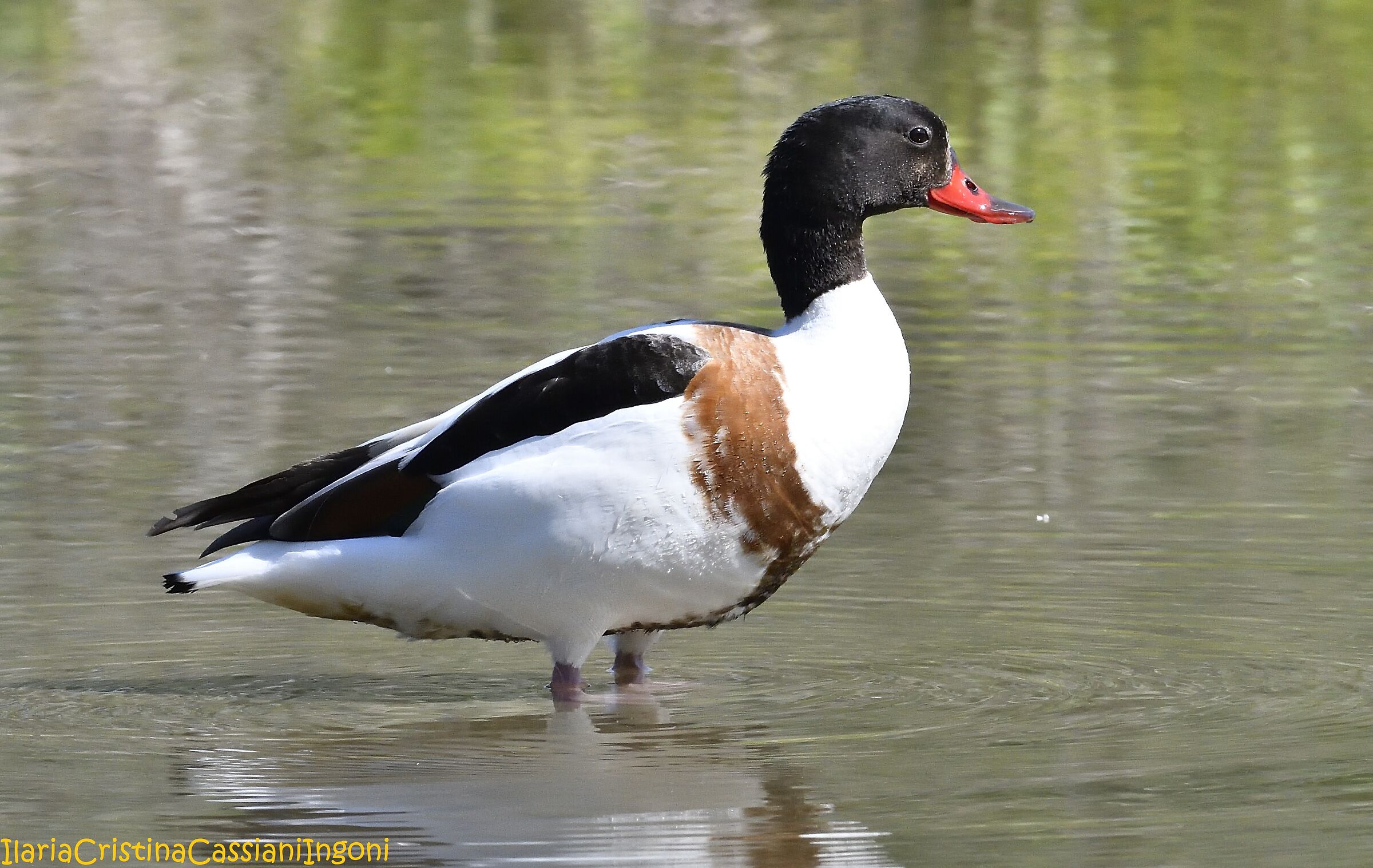 Common shelduck