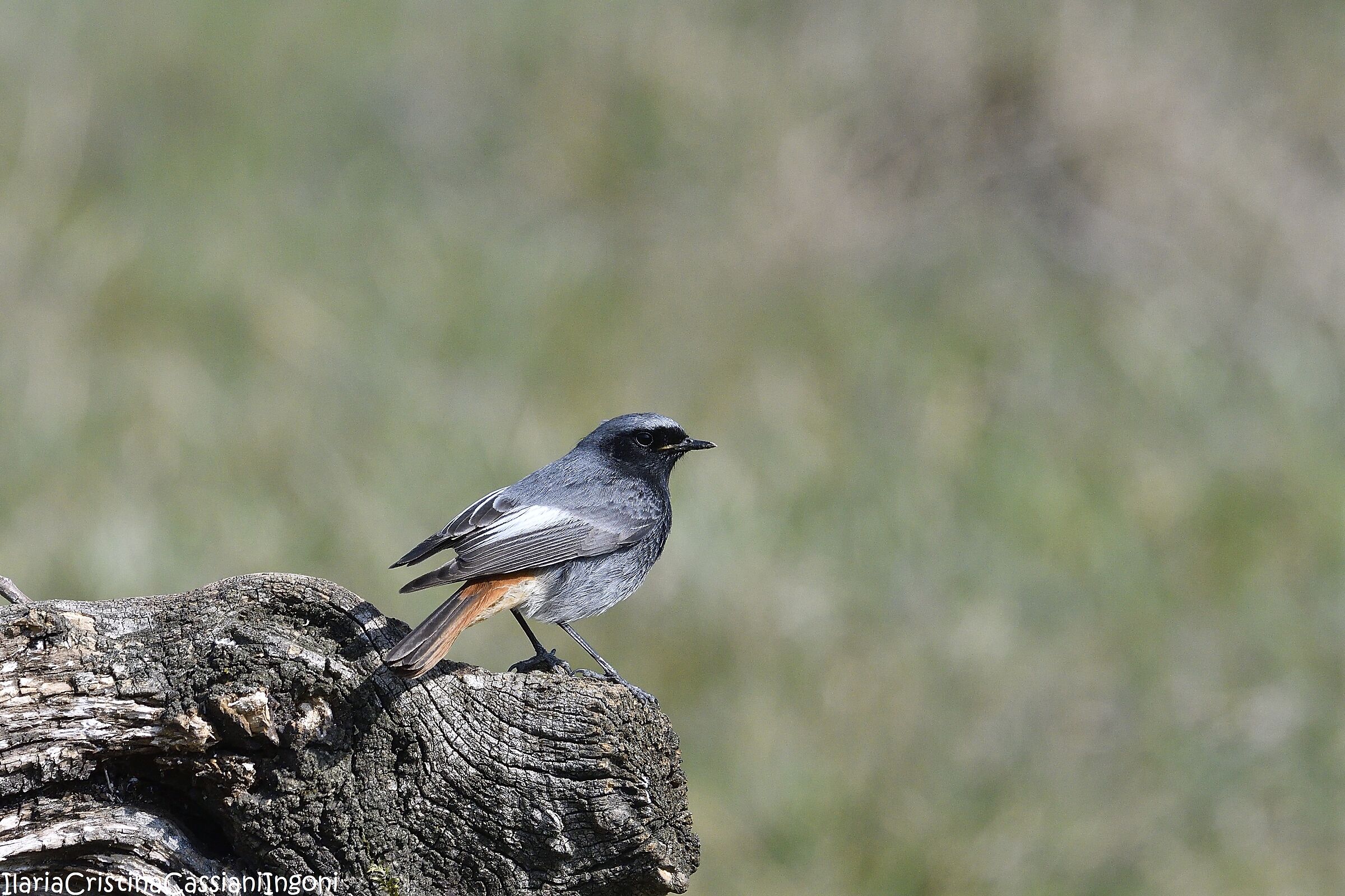 Redstart male chimney sweep