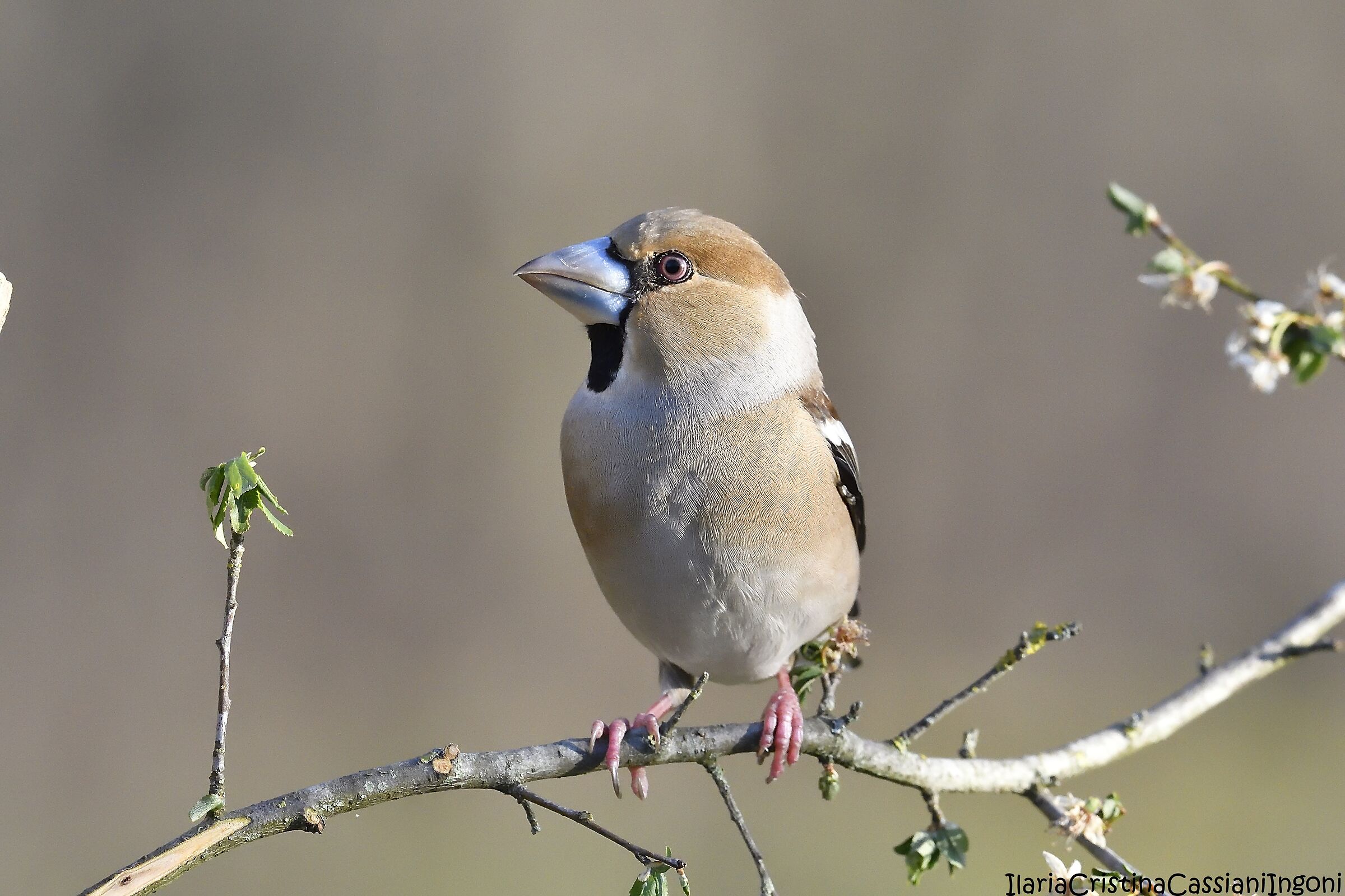 Frosone female