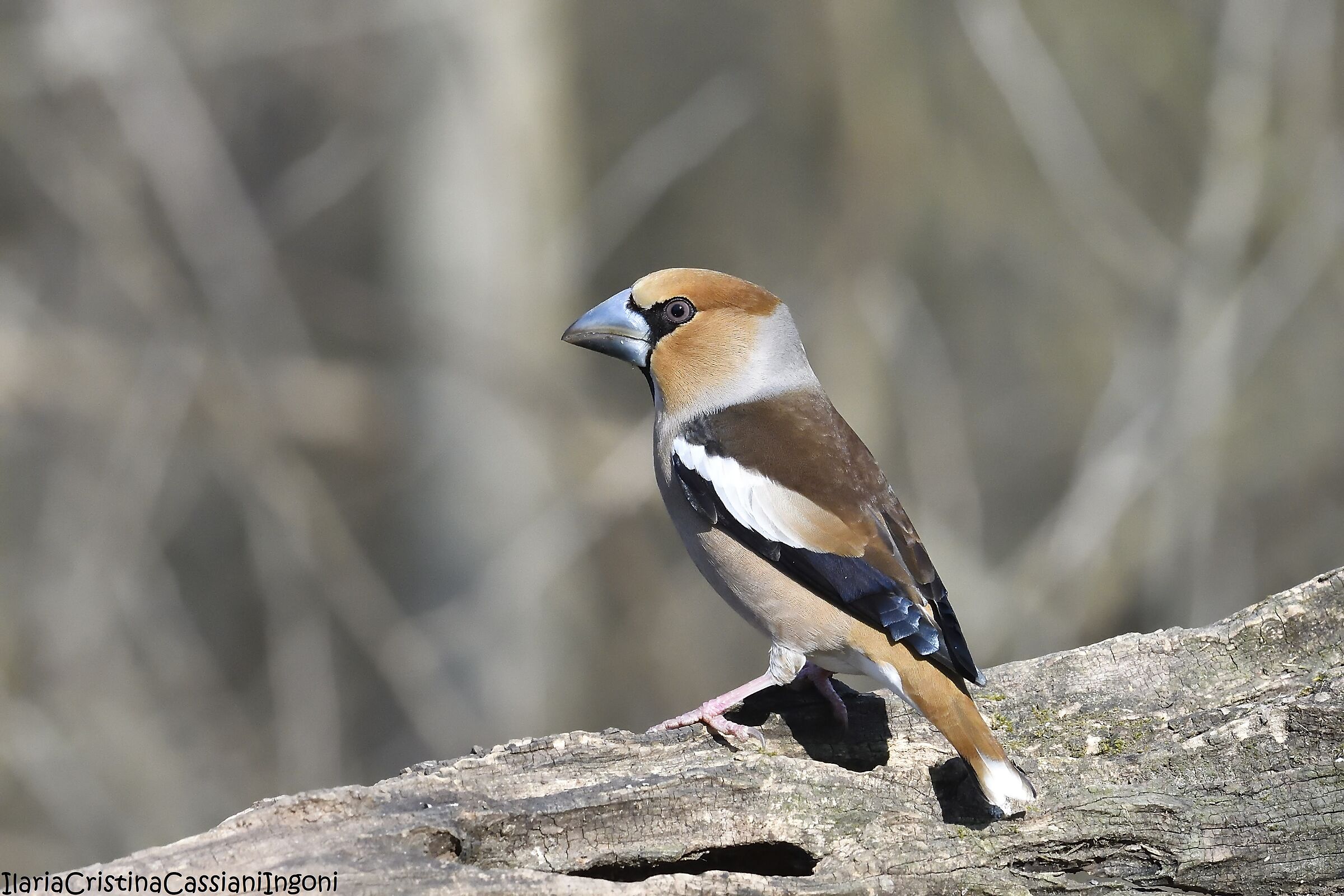 Male frosone