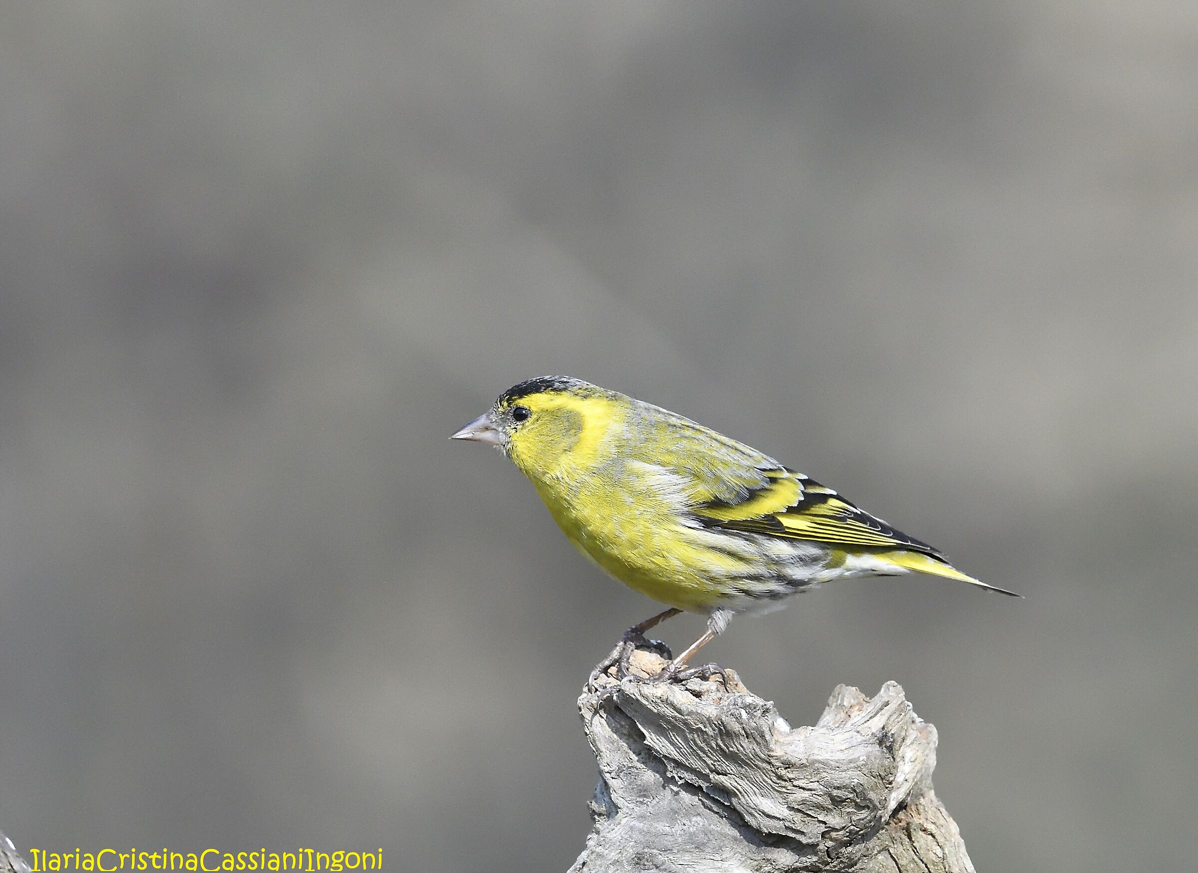 Lucherino male