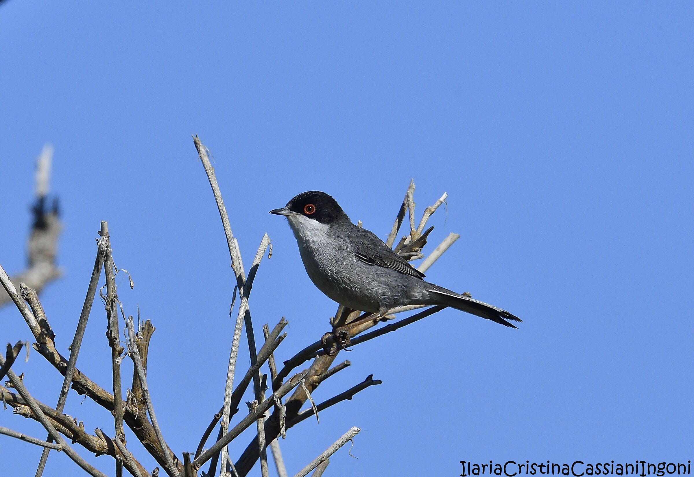 Male Occhiocotto