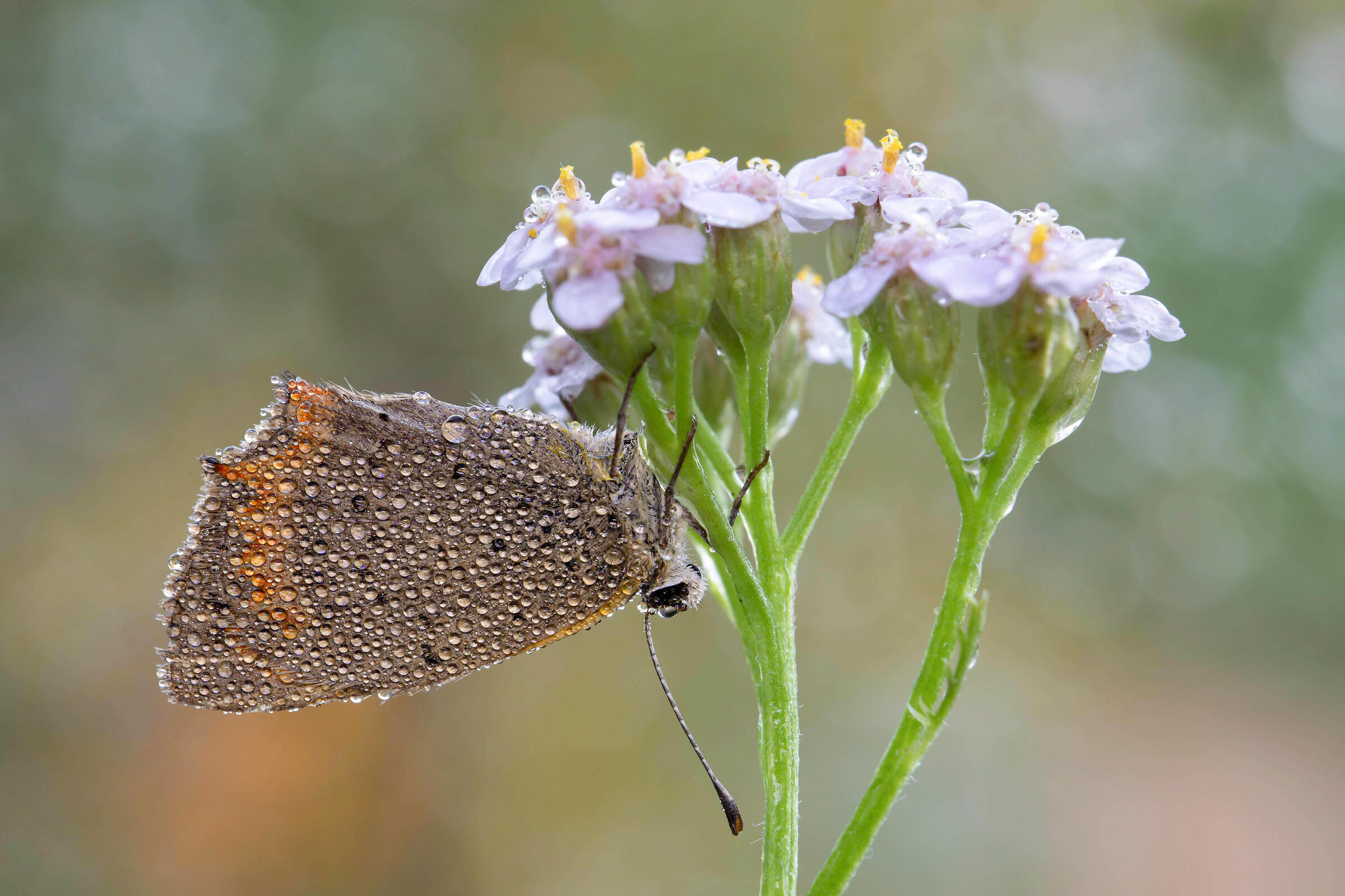Lycaena Phlaeas