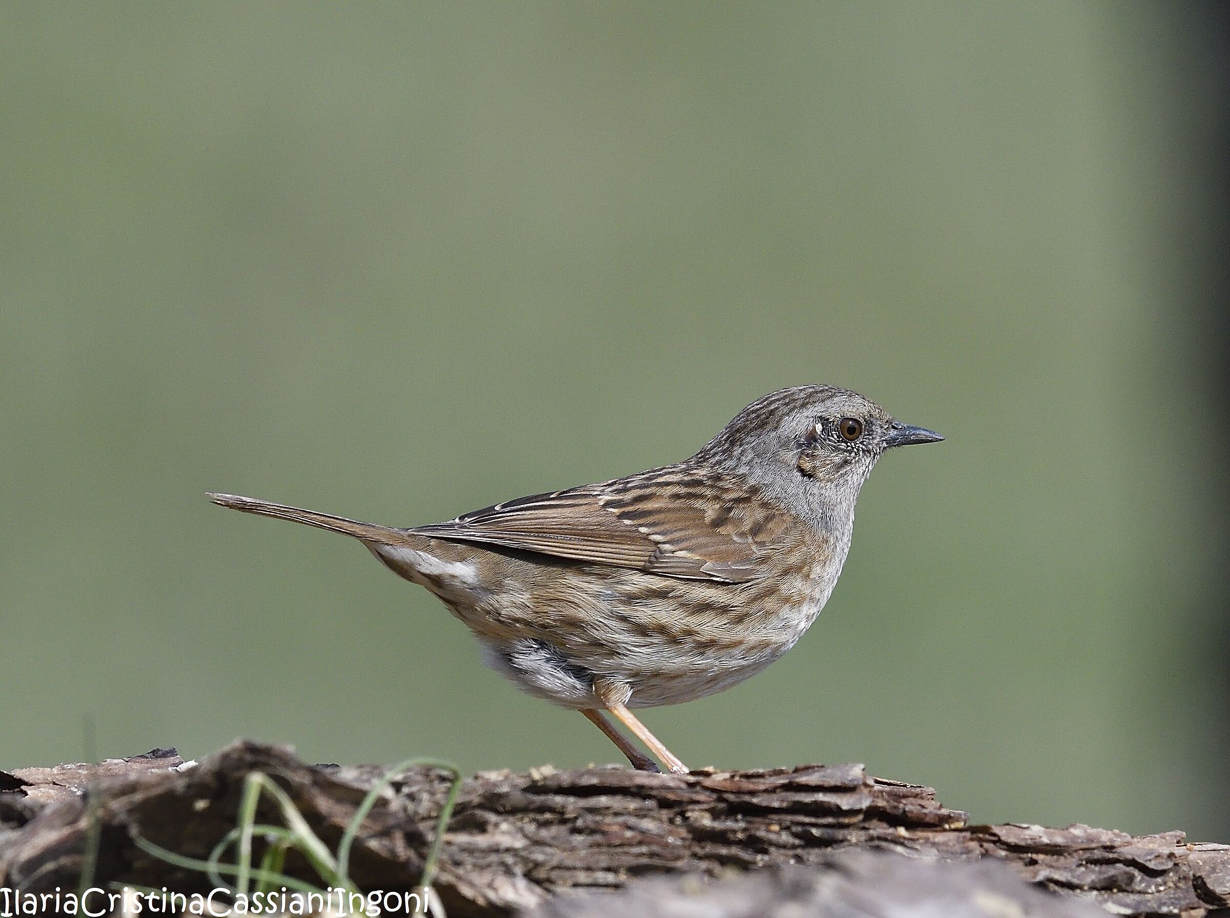 Dunnock