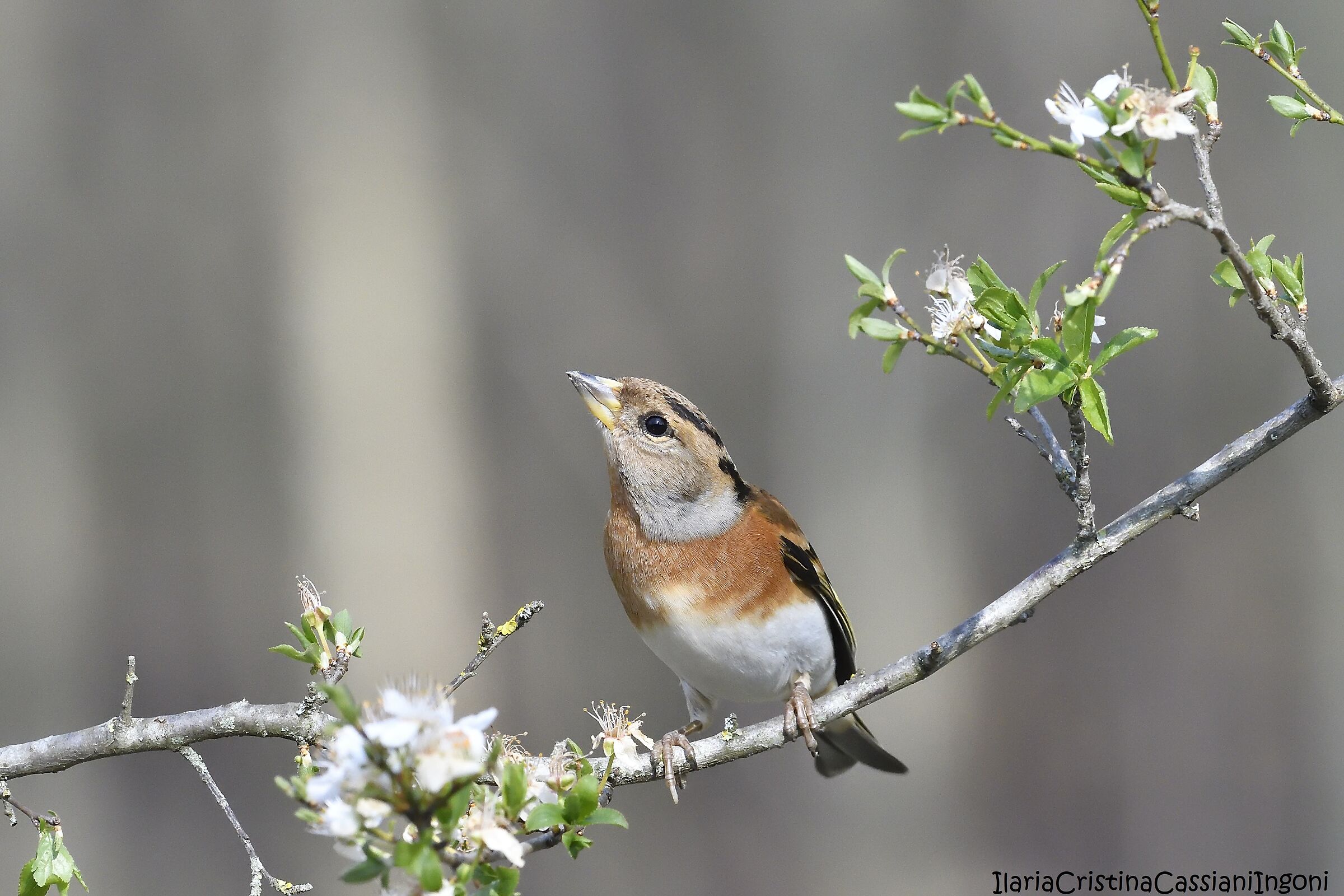 Peppola female