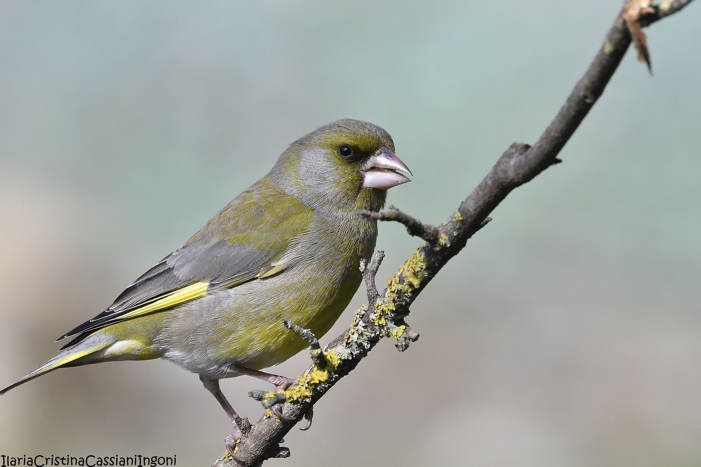 Female greenfinch
