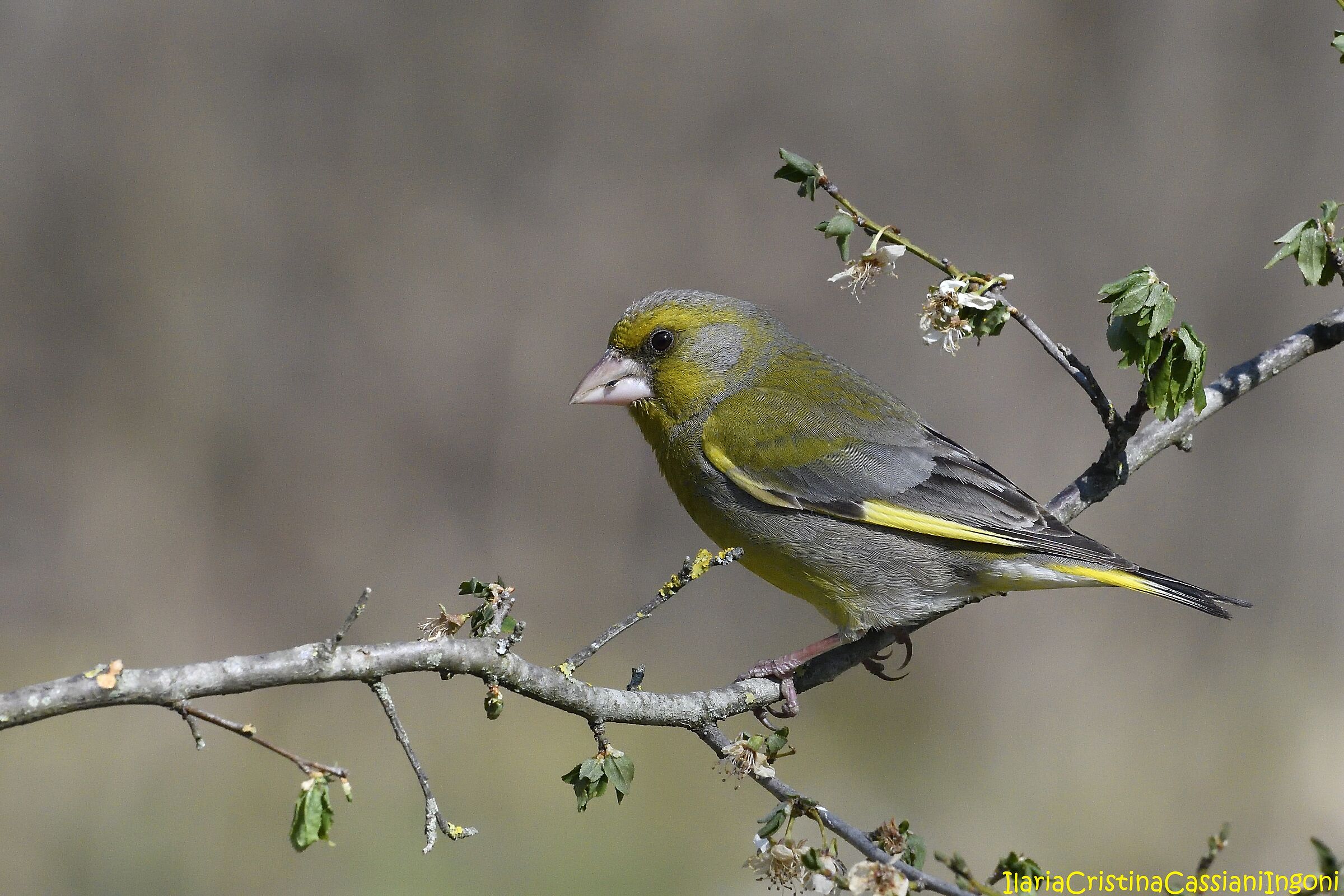 Male greenfinch