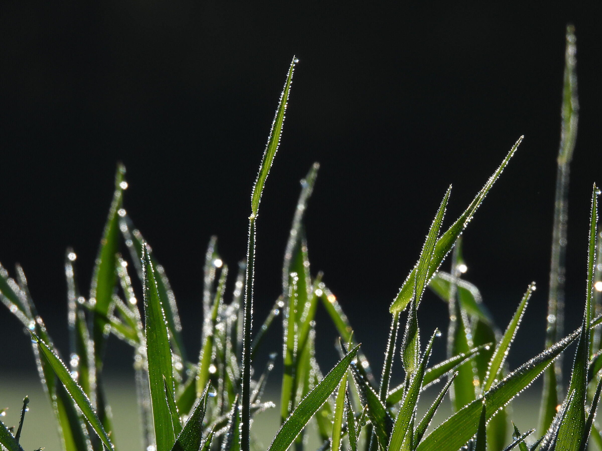Blades of grass with dew drops