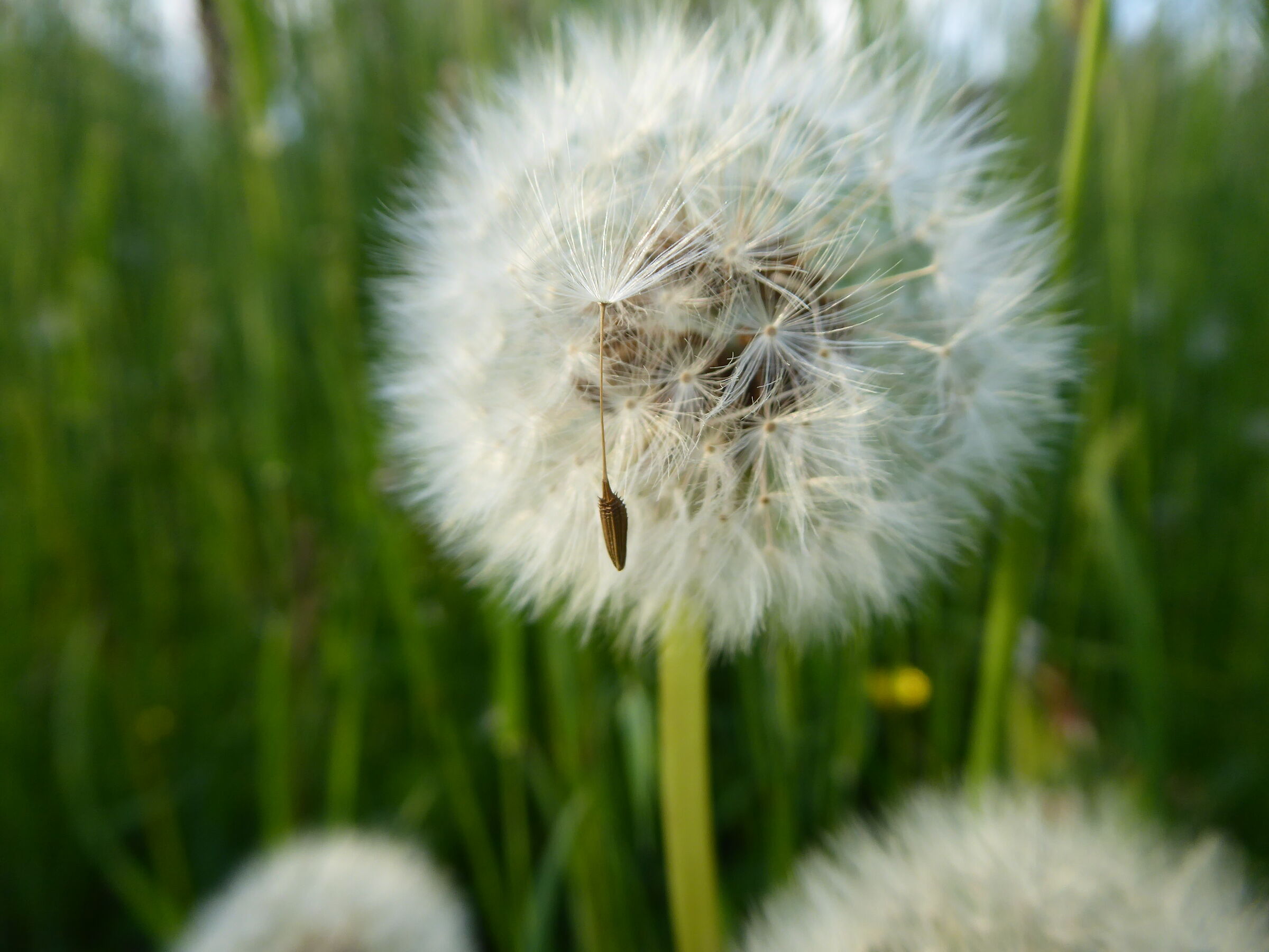 Dandelion