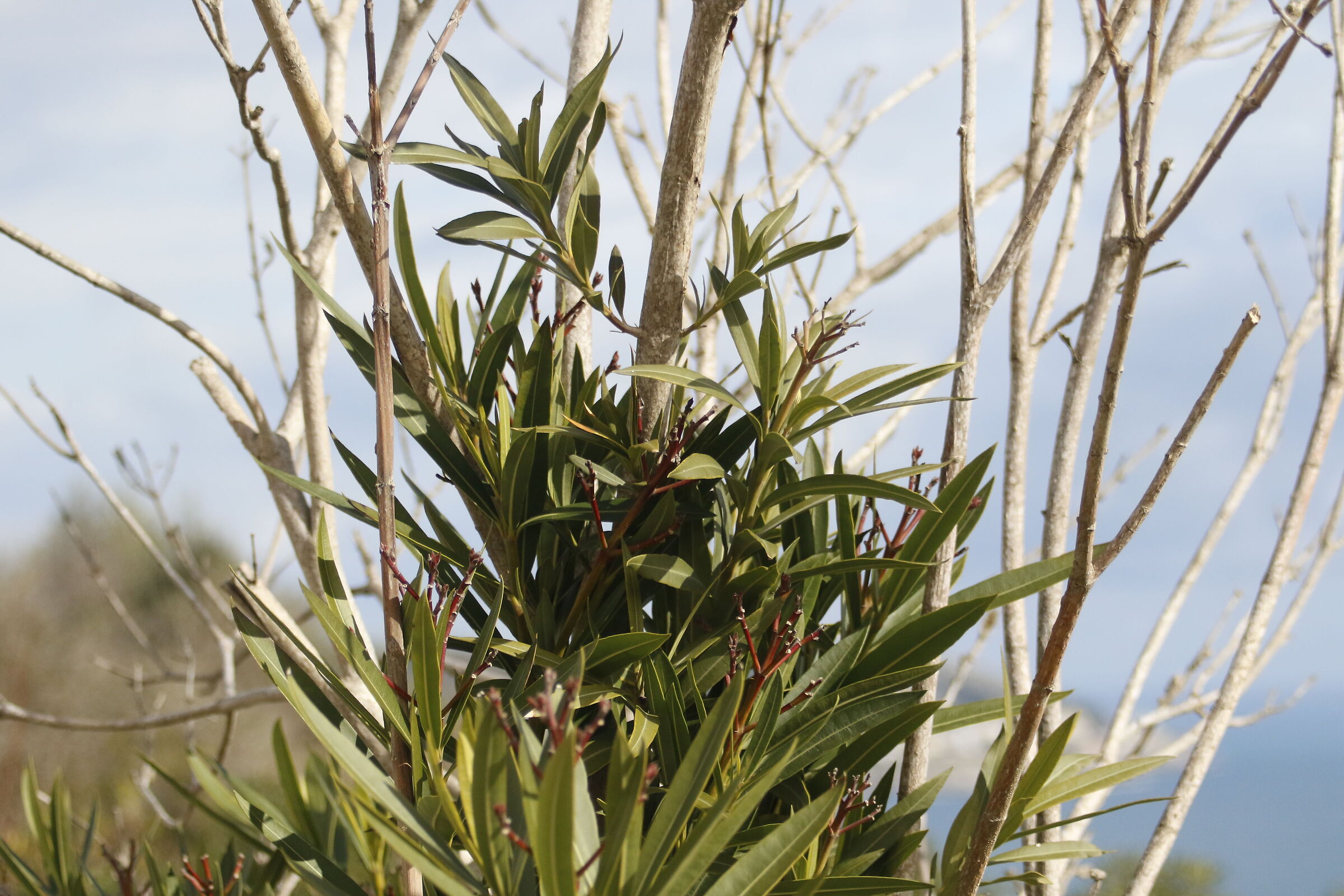 1/ 8.0 0 0, F. 4.5, ISO 1.0 0 0- 7D II, DO