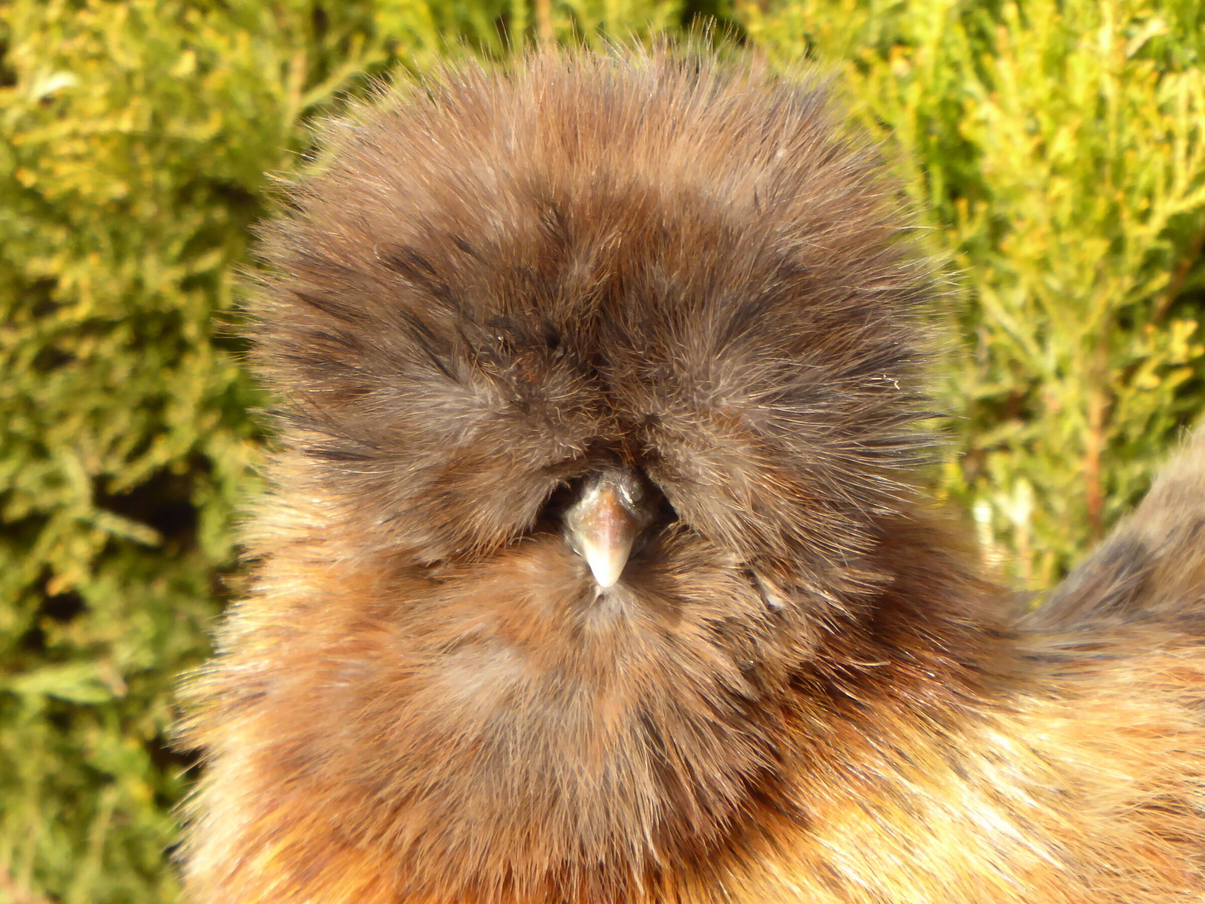 Gallina moroseta