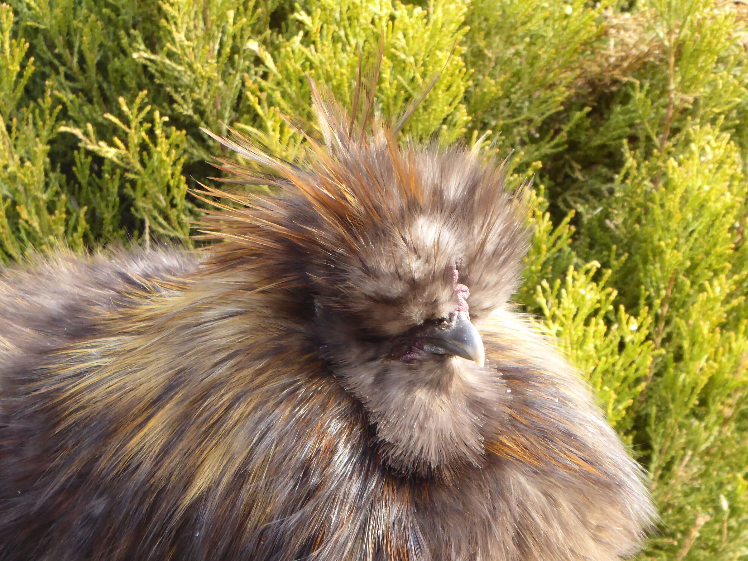Gallo moroseta