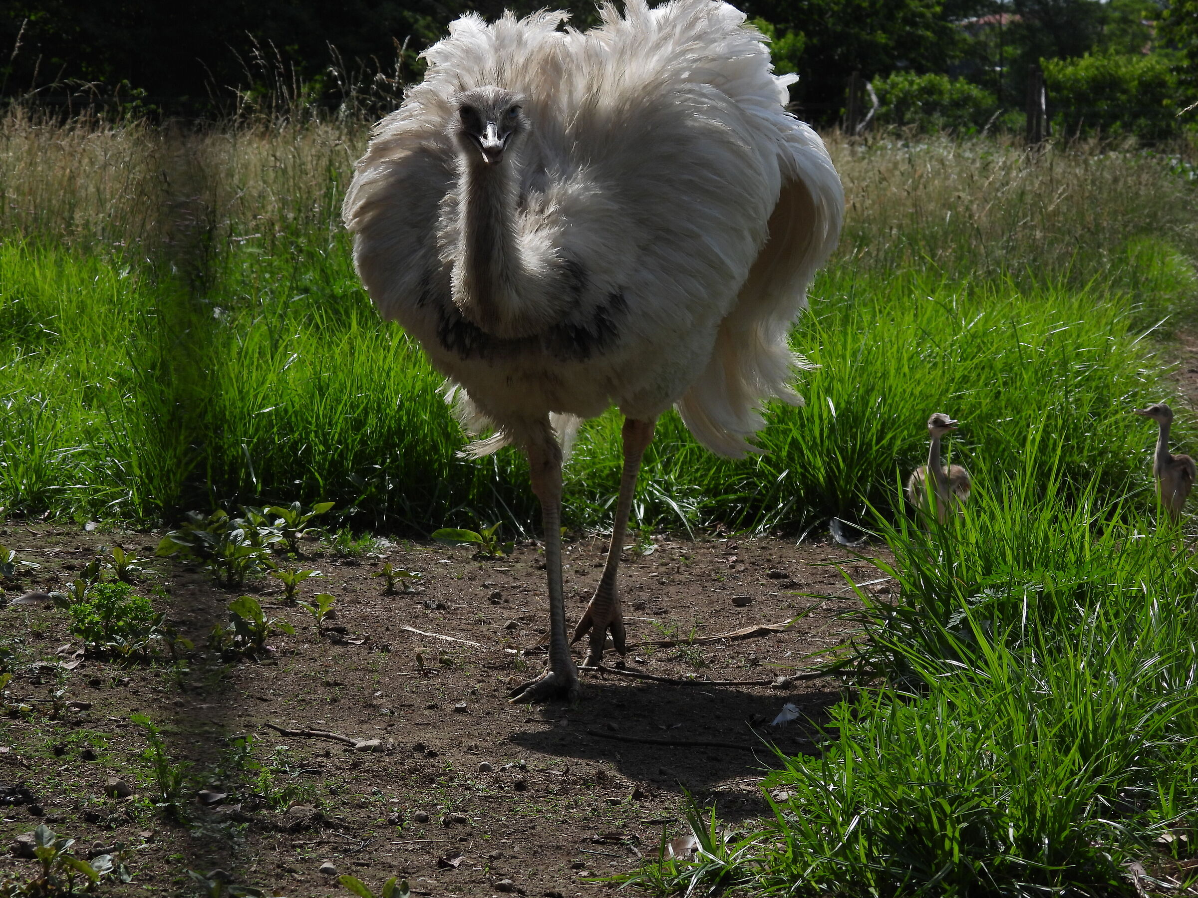 Nandù with chicks