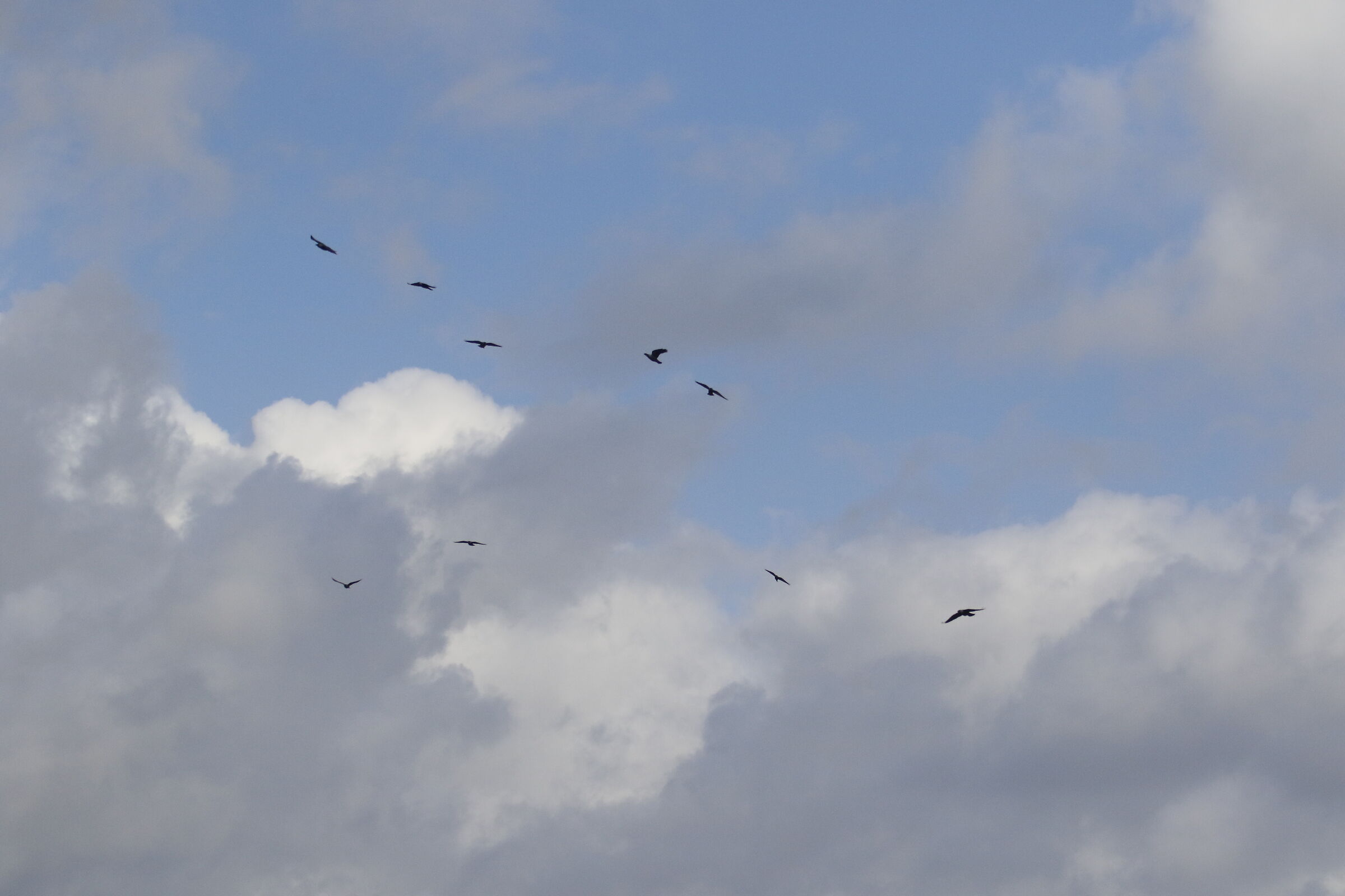 1/ 8.0 0 0, F. 7.1, ISO 1.0 0 0- 7D II, DO