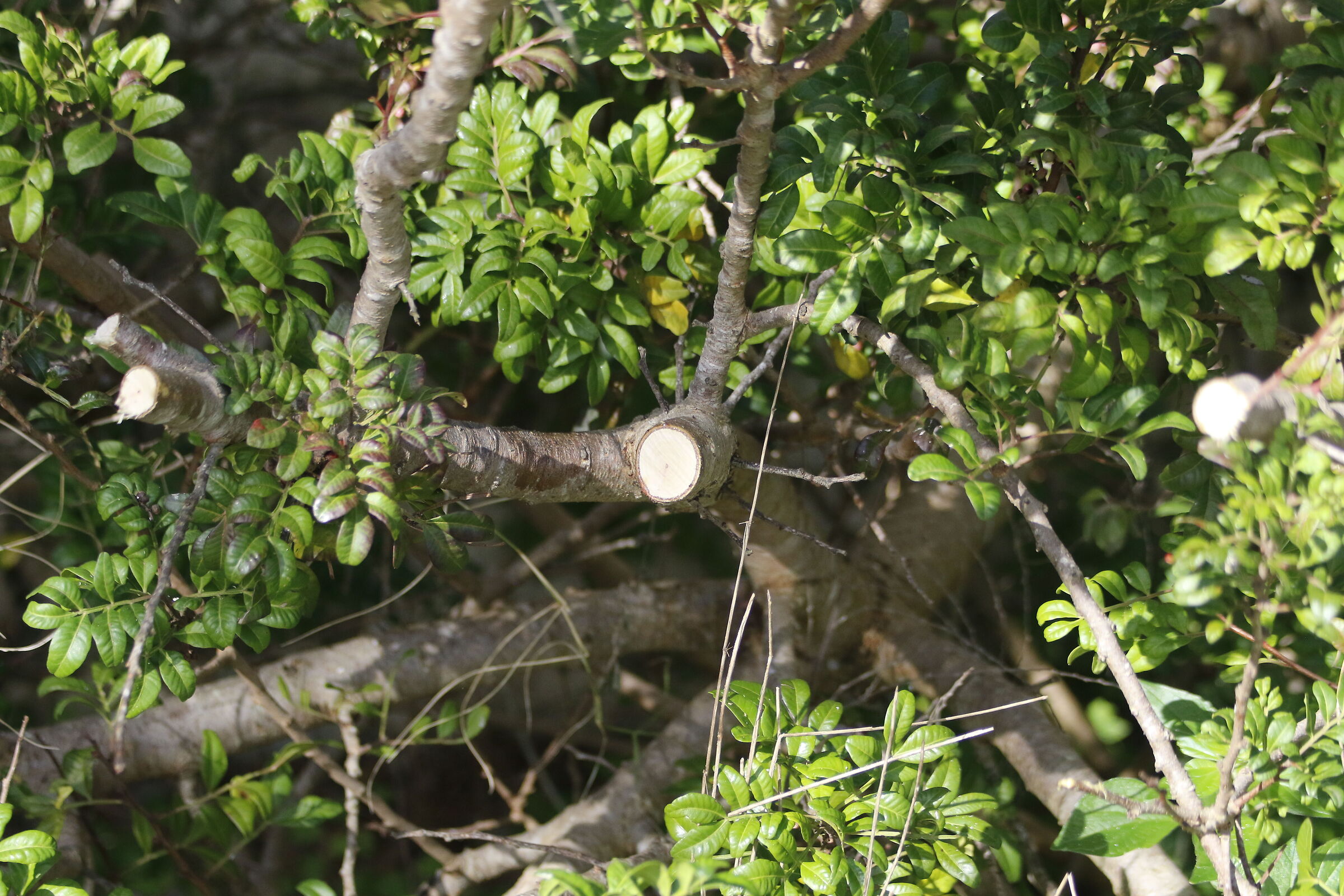 1/ 2.0 0 0, F. 4.5, ISO 1.0 0 0- 7D II, DO