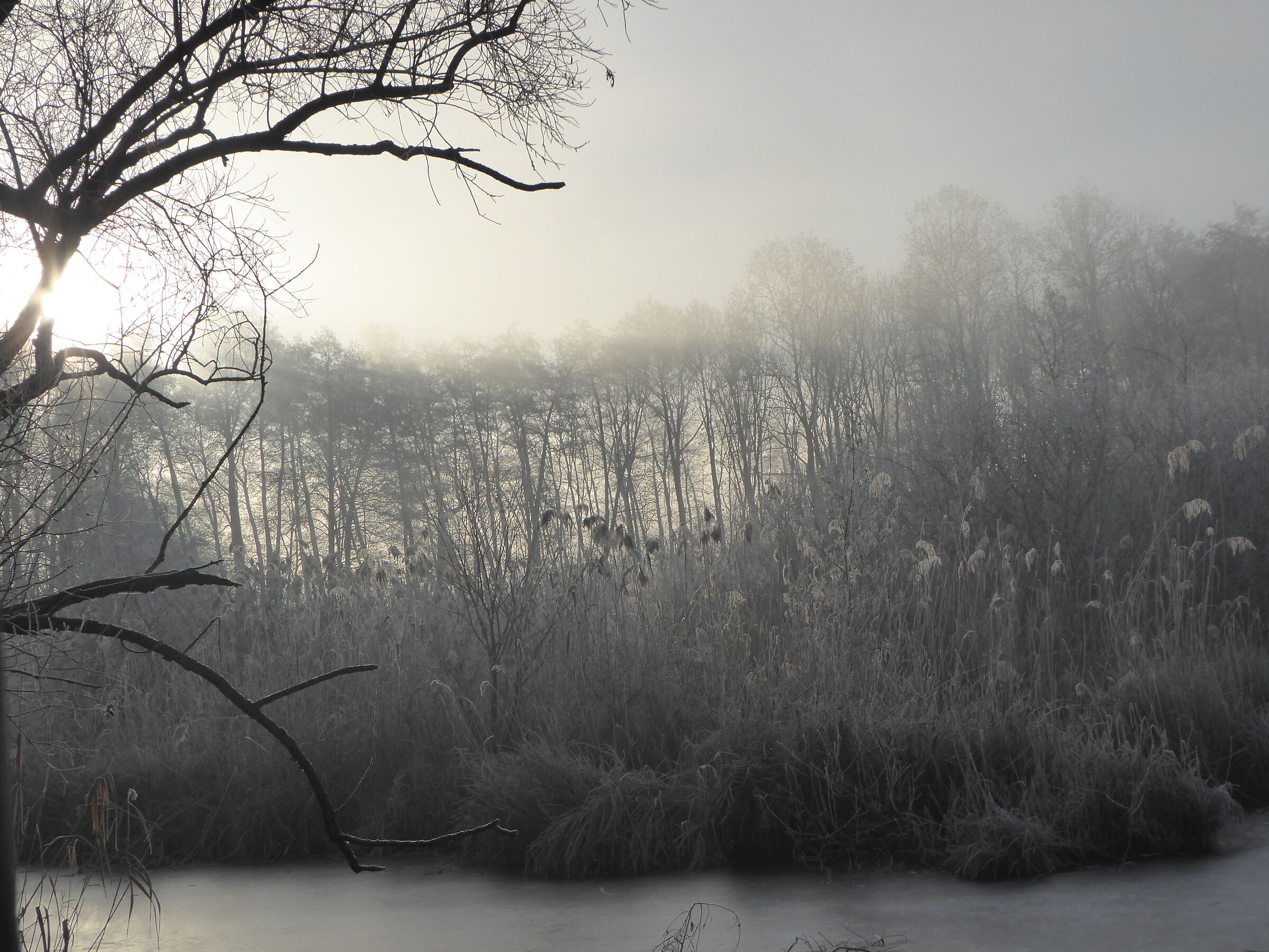 Sunrise in Brabbia swamp