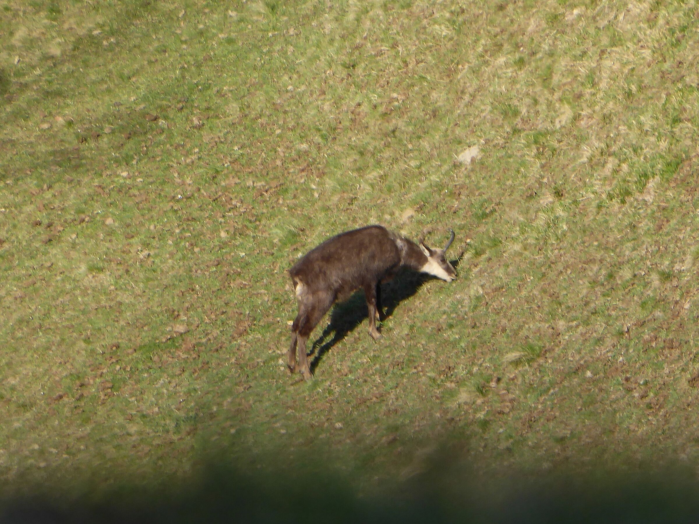 Camoscio in val di Muggio