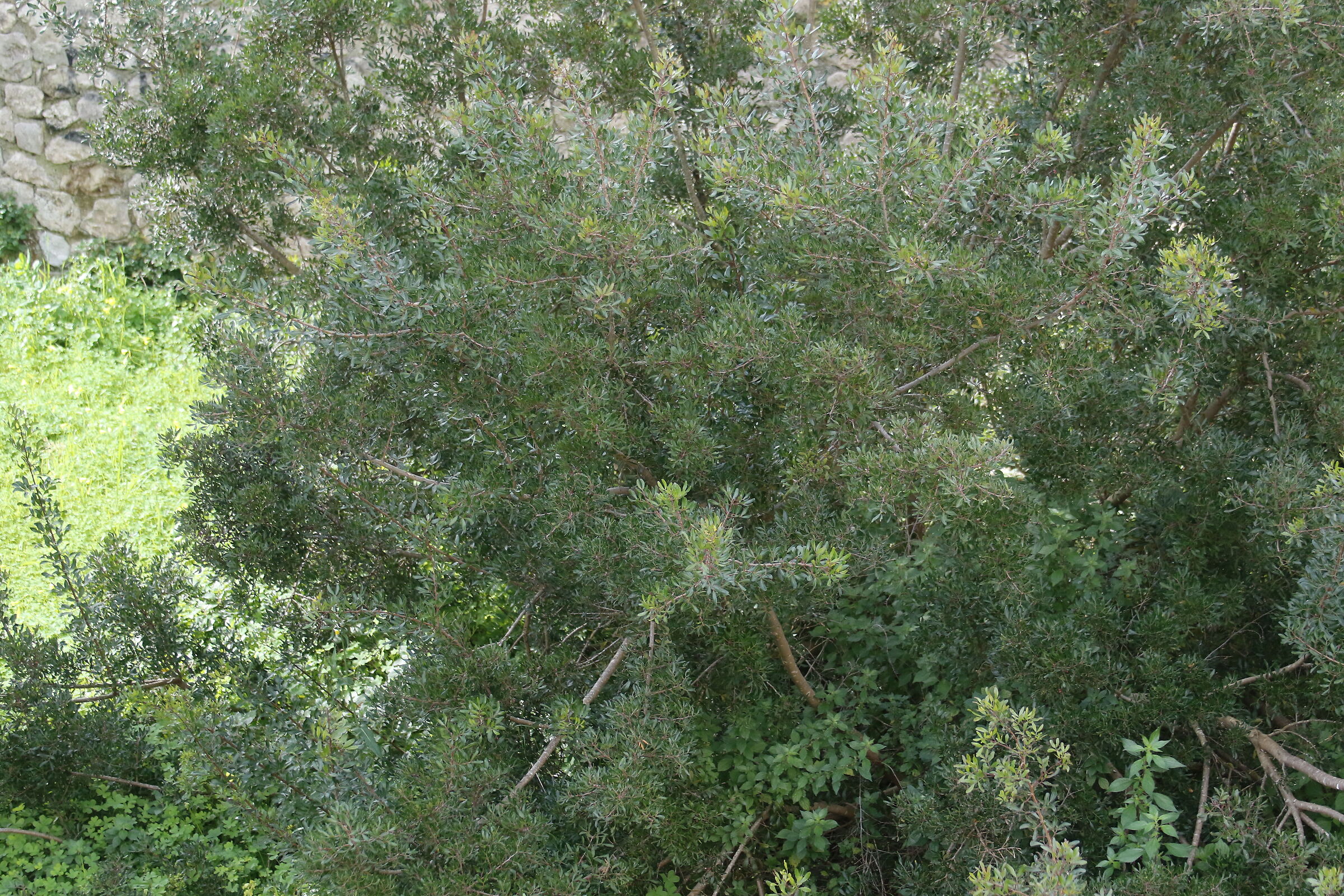 1/ 5.0 0, F. 5.6, ISO 1.0 0 0- 7D II, DO