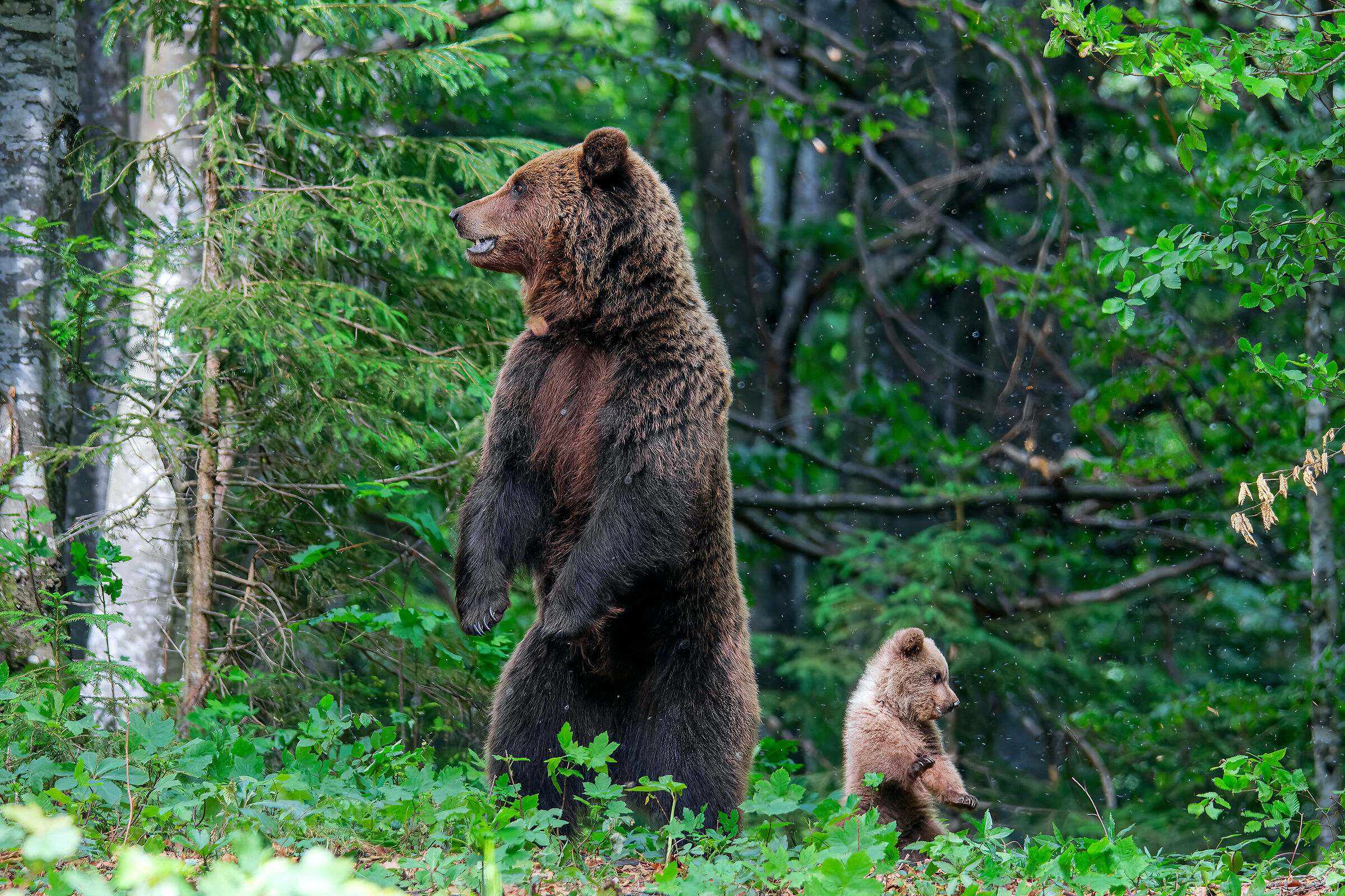 Mother bear with baby
