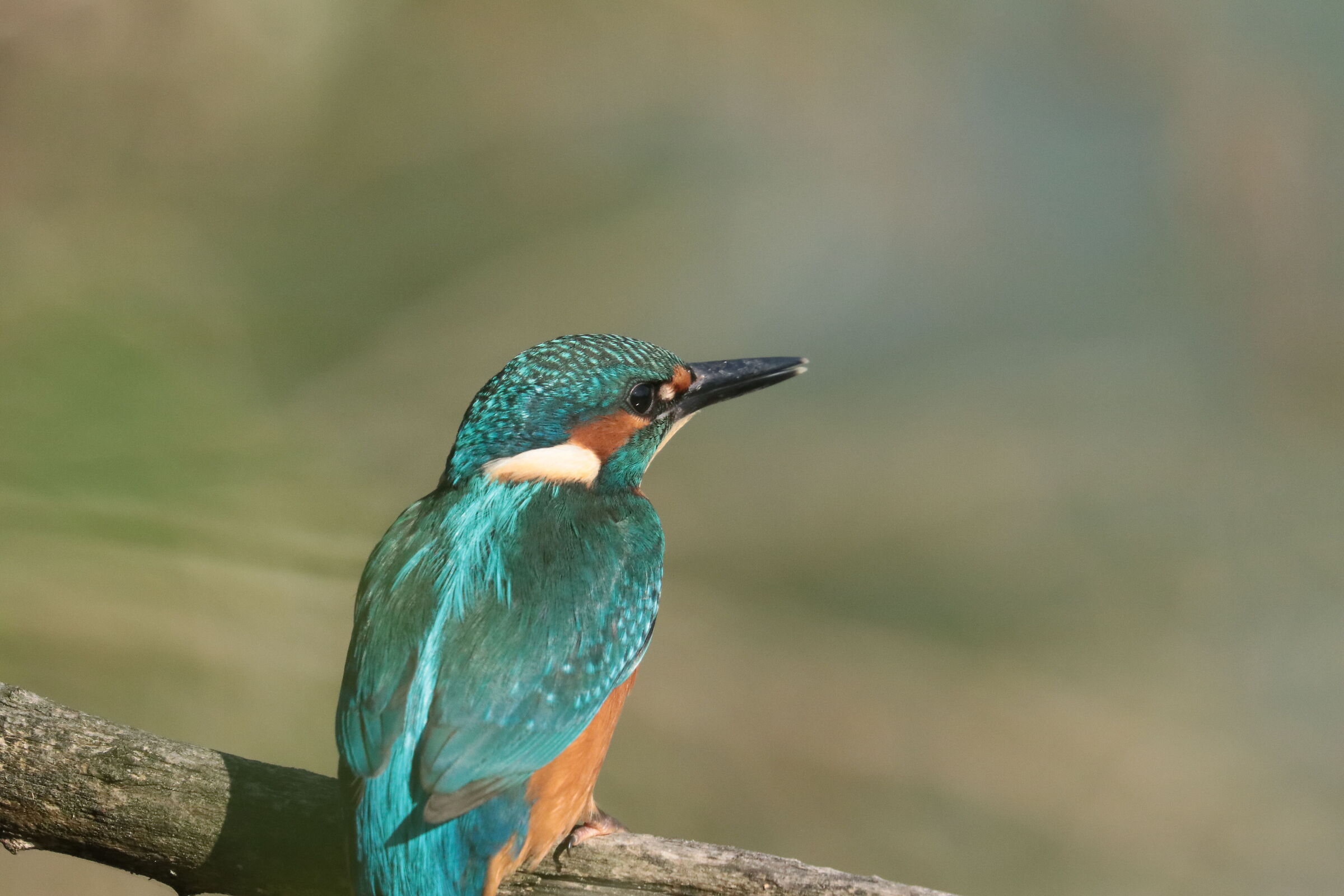 Kingfisher