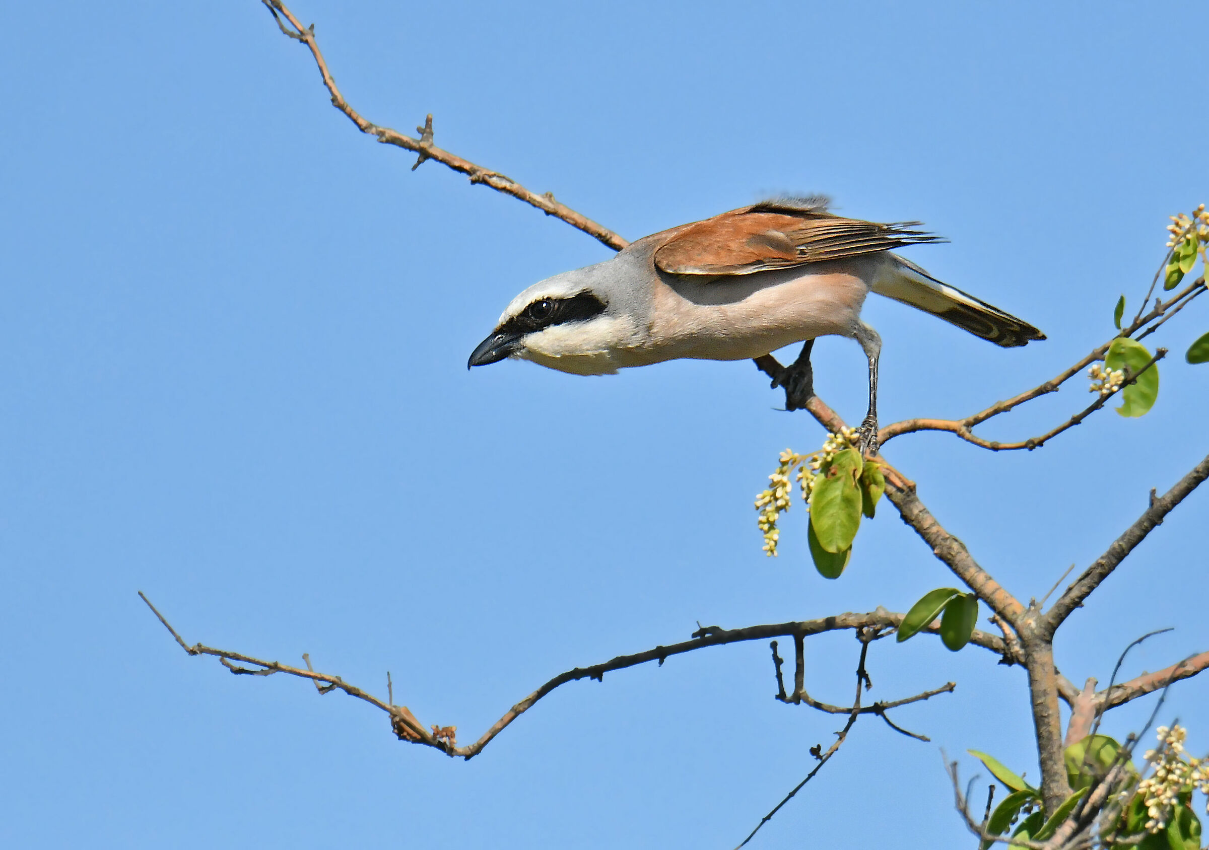 red-backed shrike