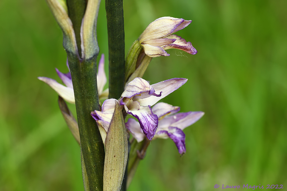 Fior di legna (Limodorum abortivum)
