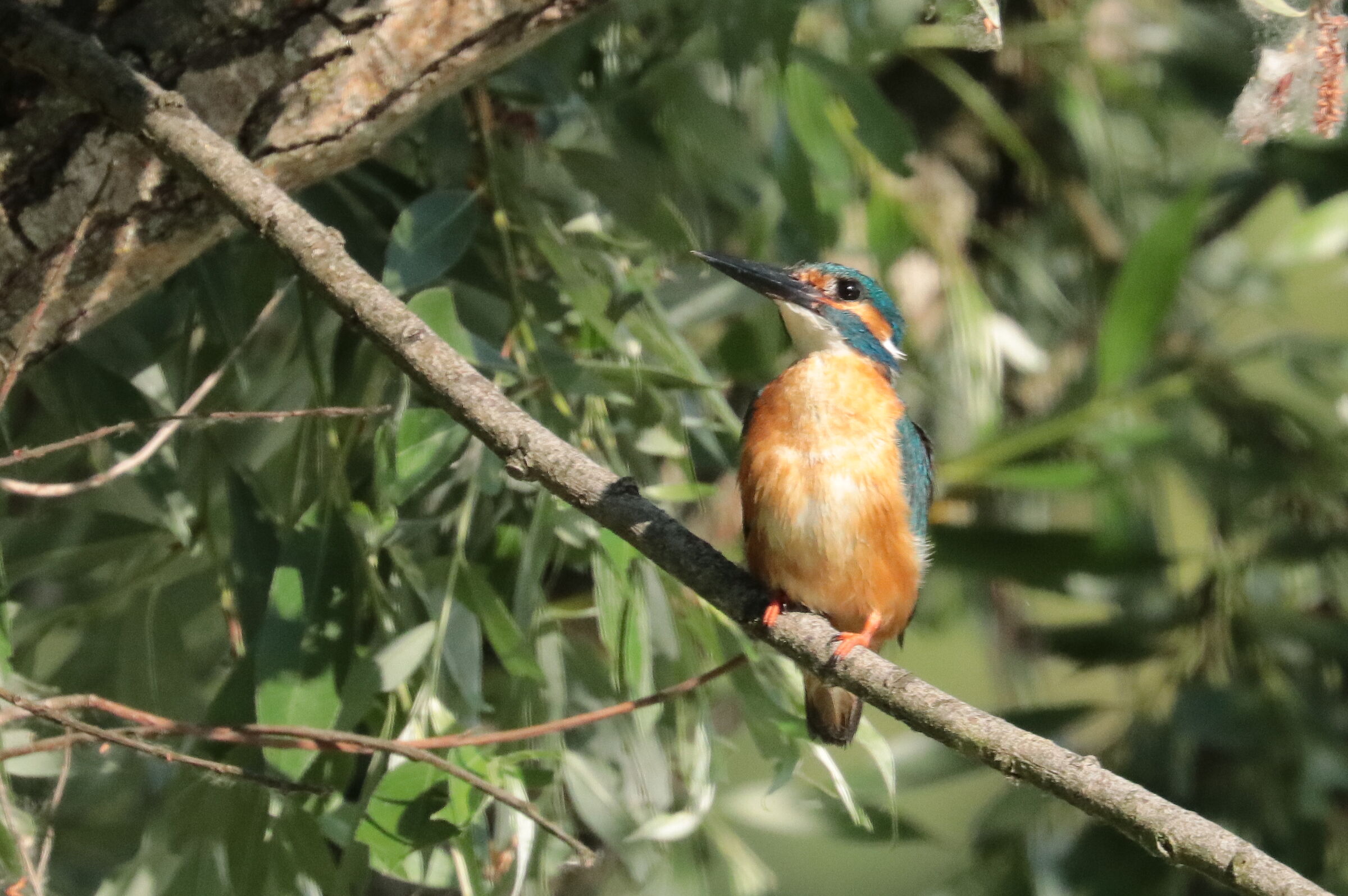 Kingfisher