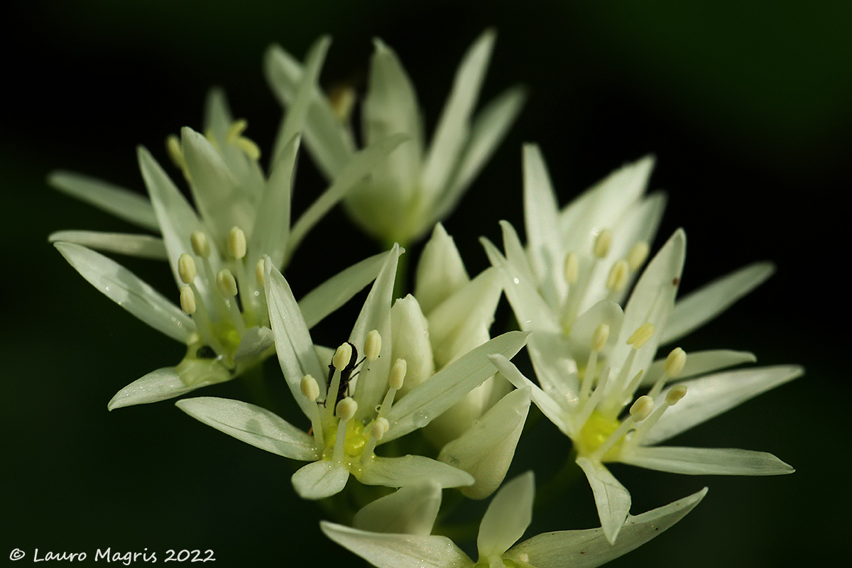 Aglio selvatico (Allium selvaticum)