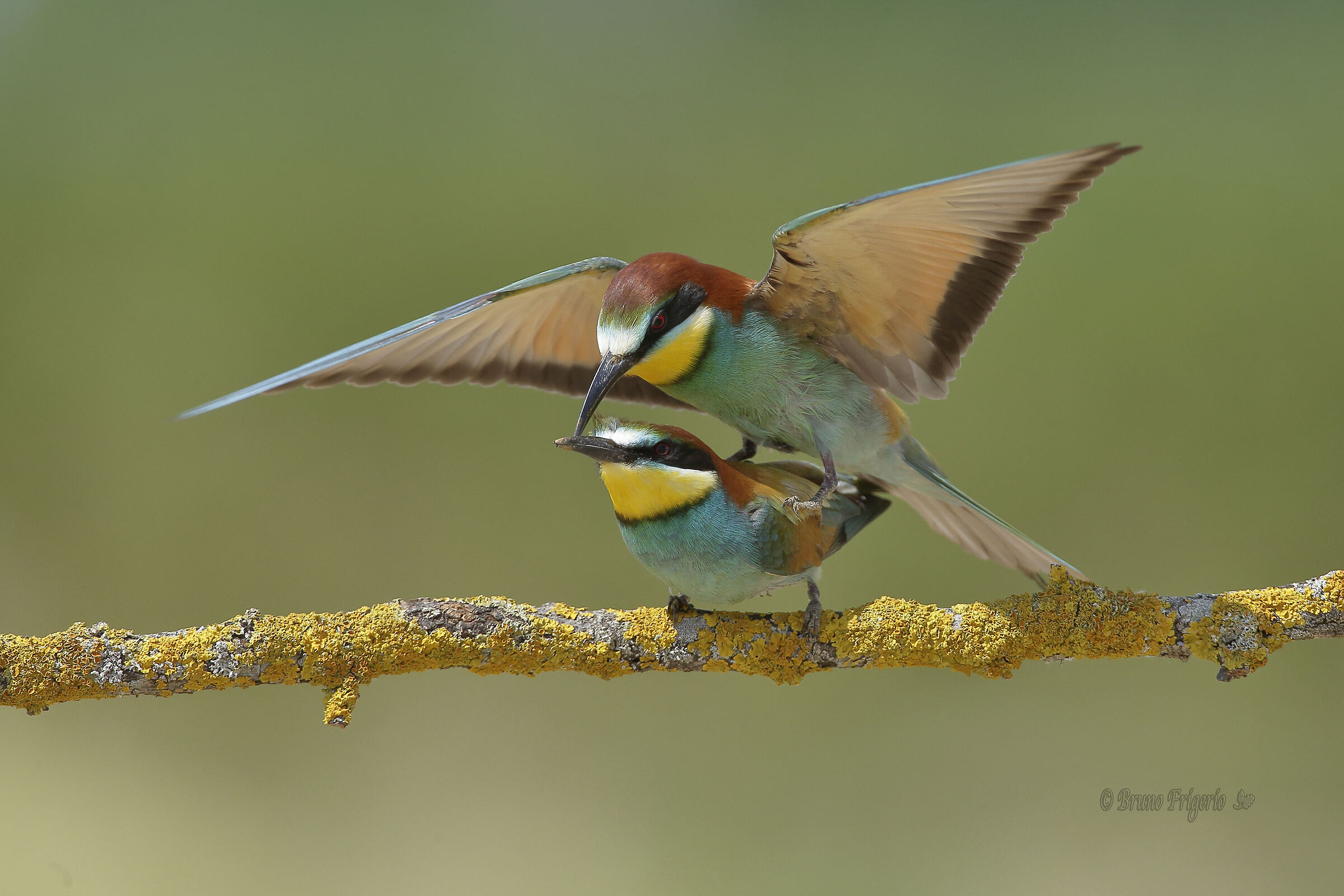 bee-eaters