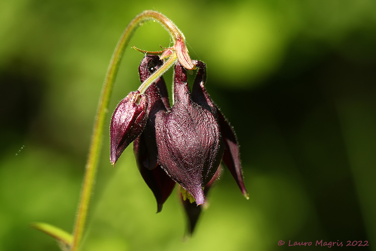 Aquilegia atrata