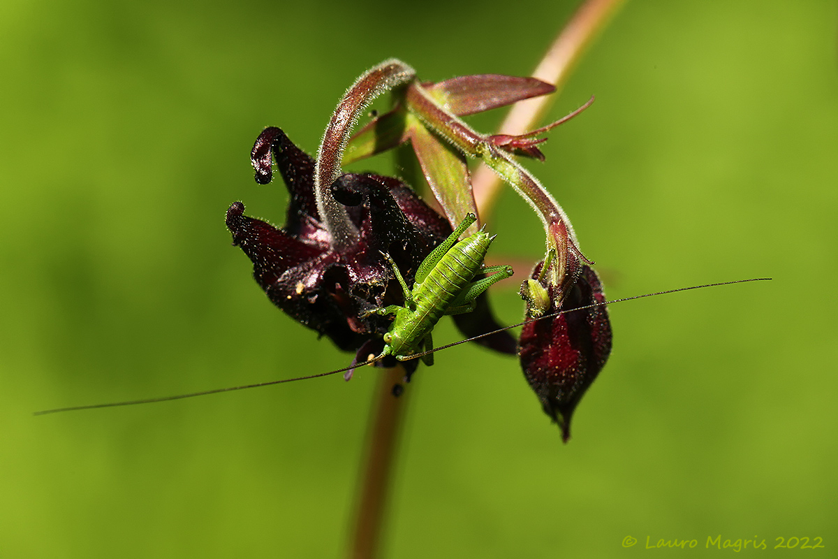 Dark Aquilegia with guest