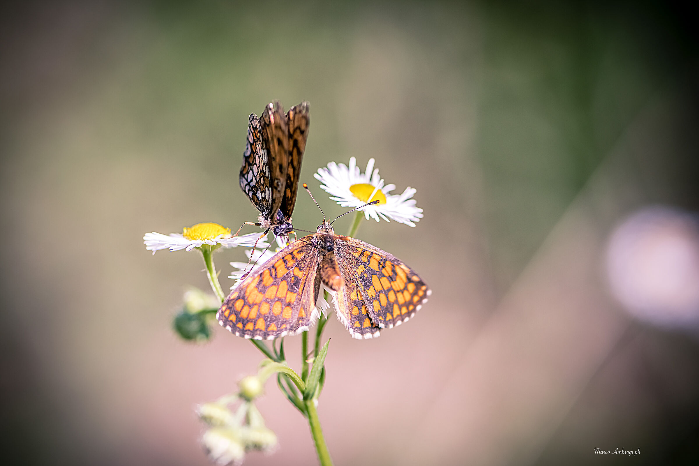 Butterfly in Curino (BI)